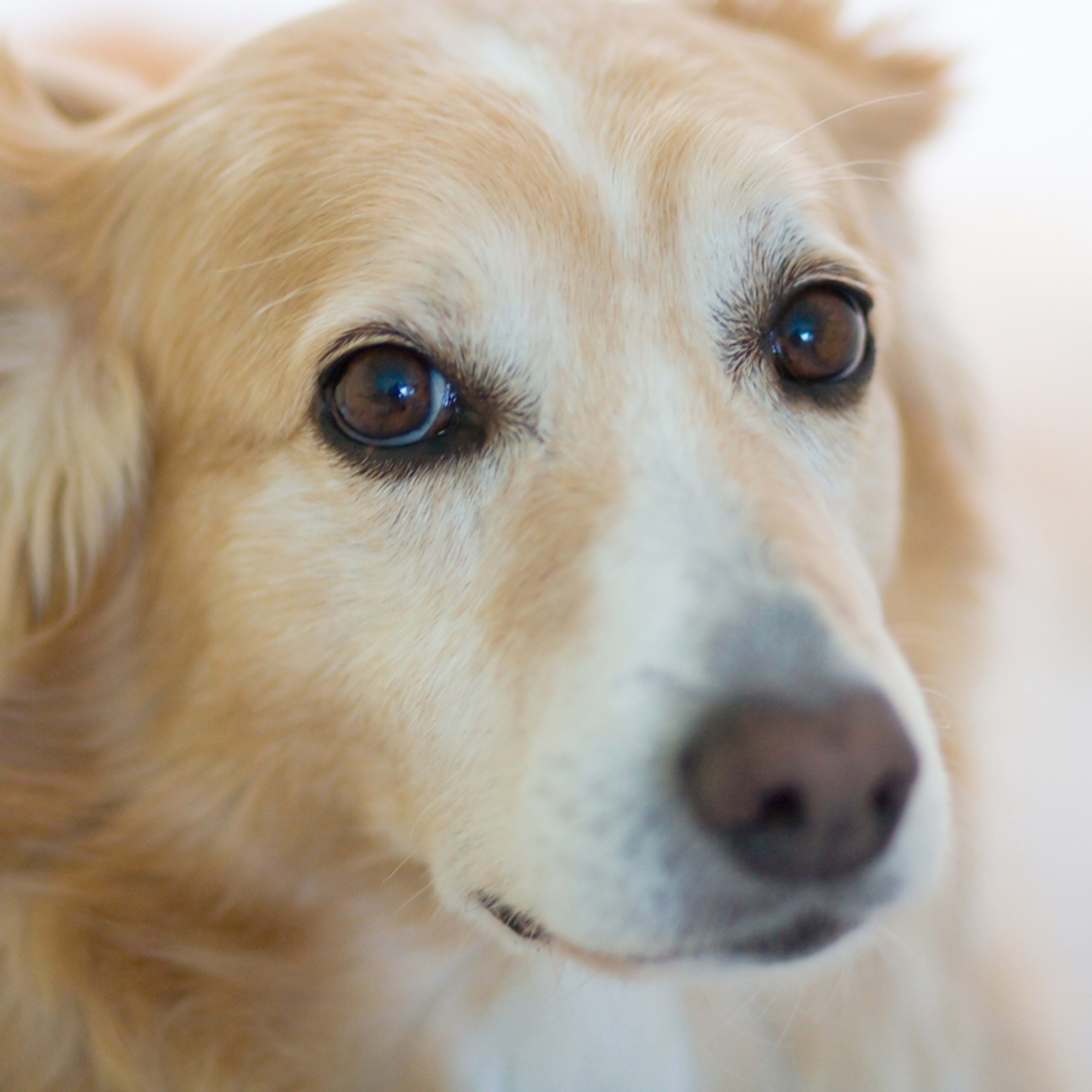 Update on 20-Year-Old Cat Named 'Gingerbread' Adopted From Shelter Has