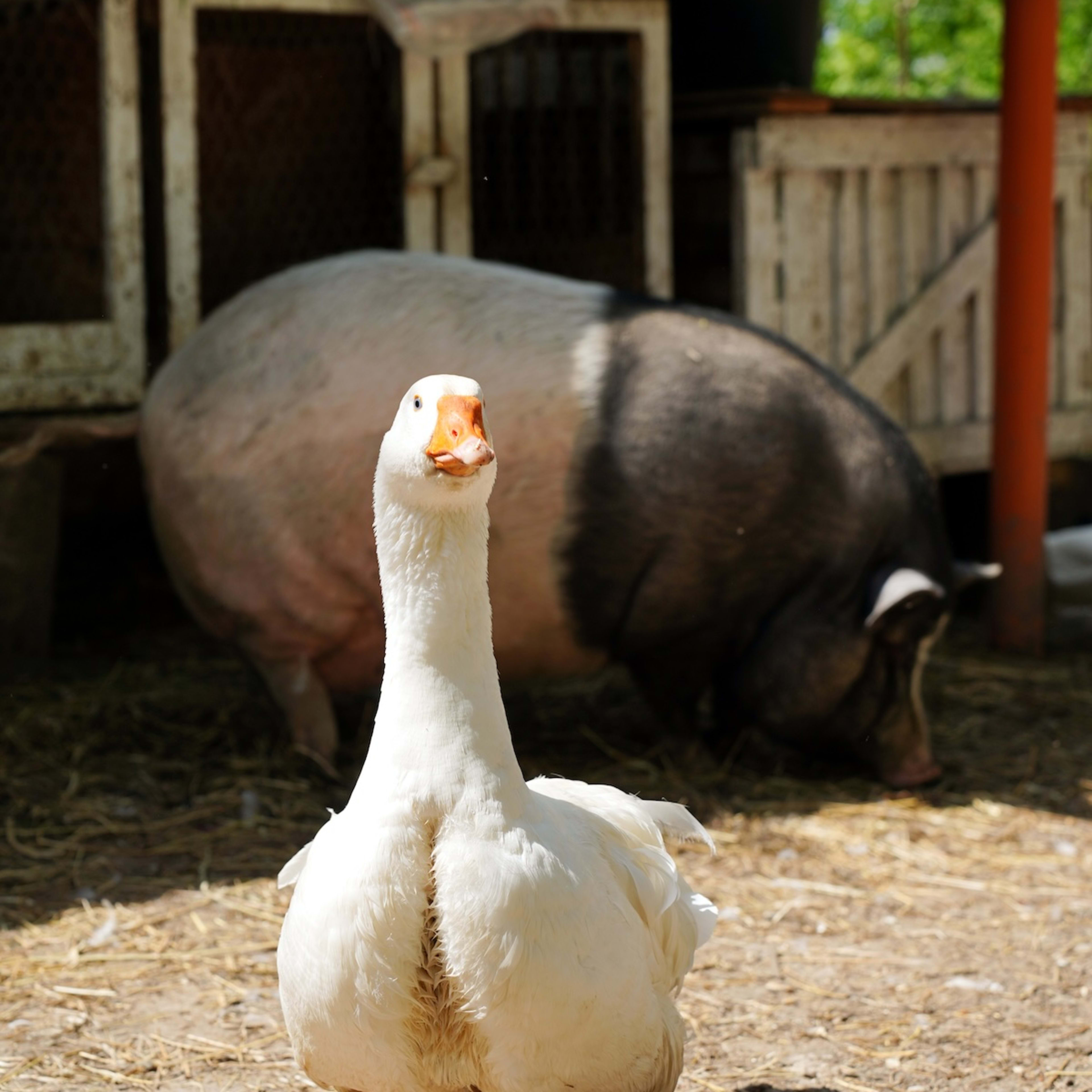 is-petco-open-on-christmas-day-2025-holiday-hours-parade-pets
