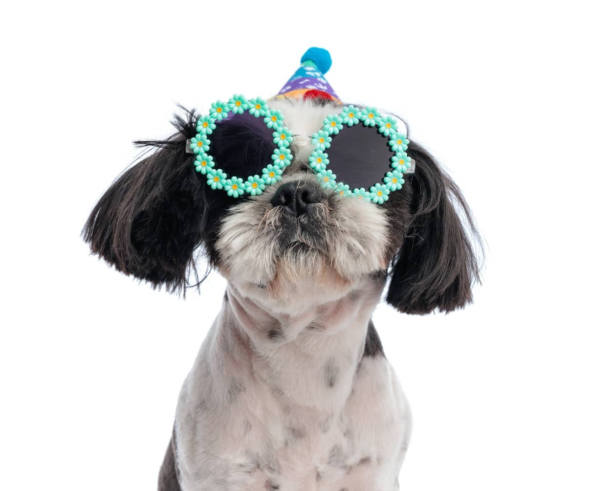 7 Most Dangerous Dog Breeds, According to Experts - Parade Pets