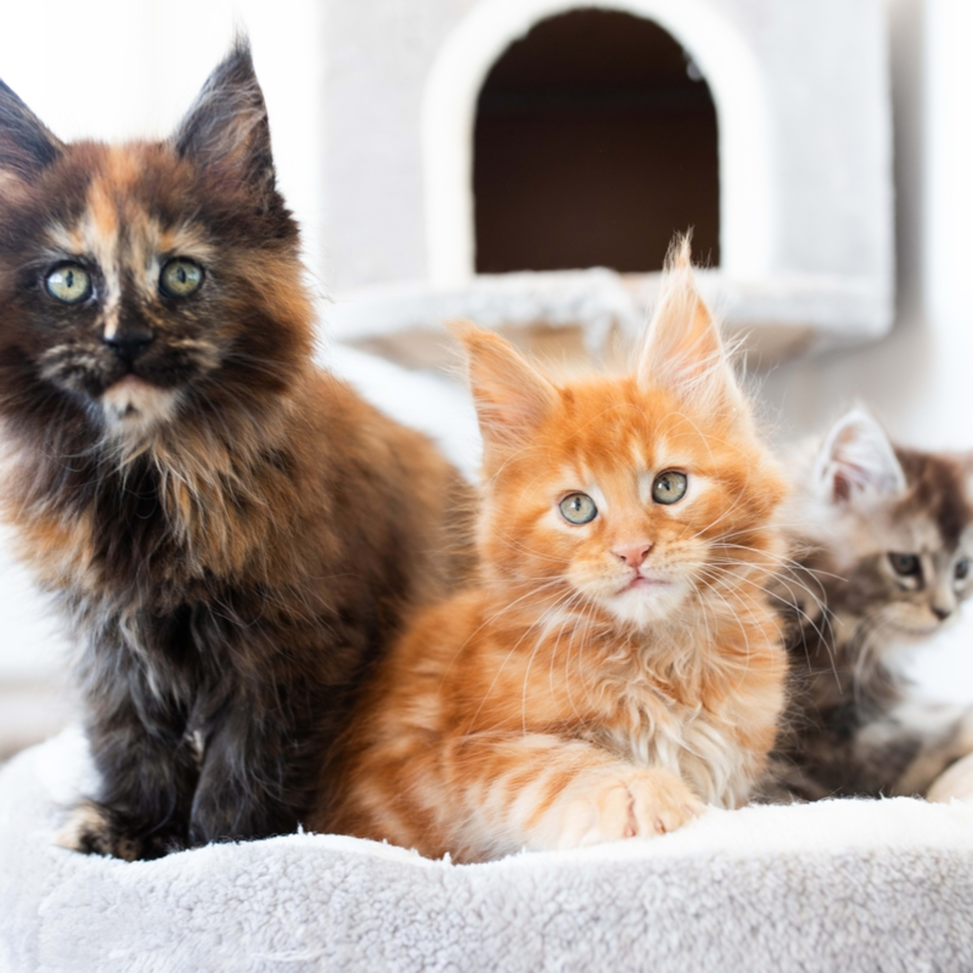 25 Dogs That Are Good With Cats, According to a Veterinarian - Parade Pets