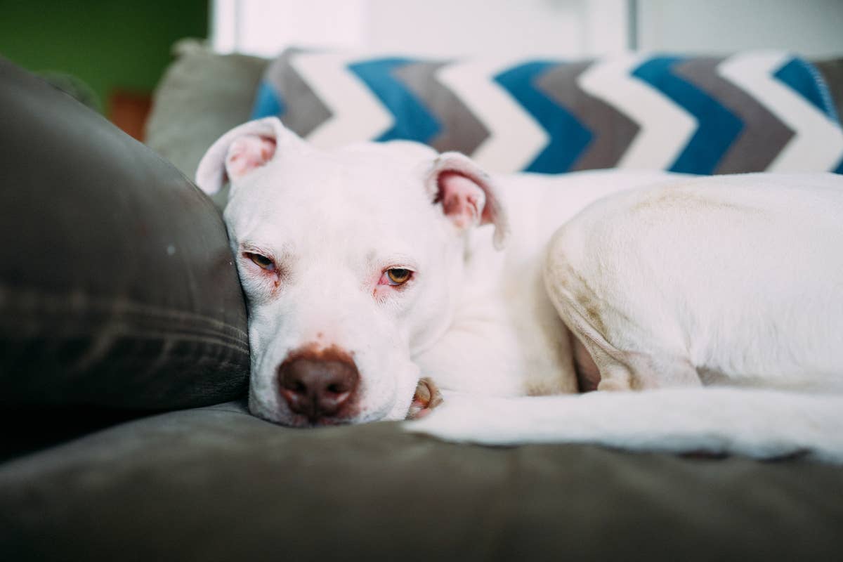Billy Pit 5 Most Faithful Dog Breeds, According to Experts - Parade Pets