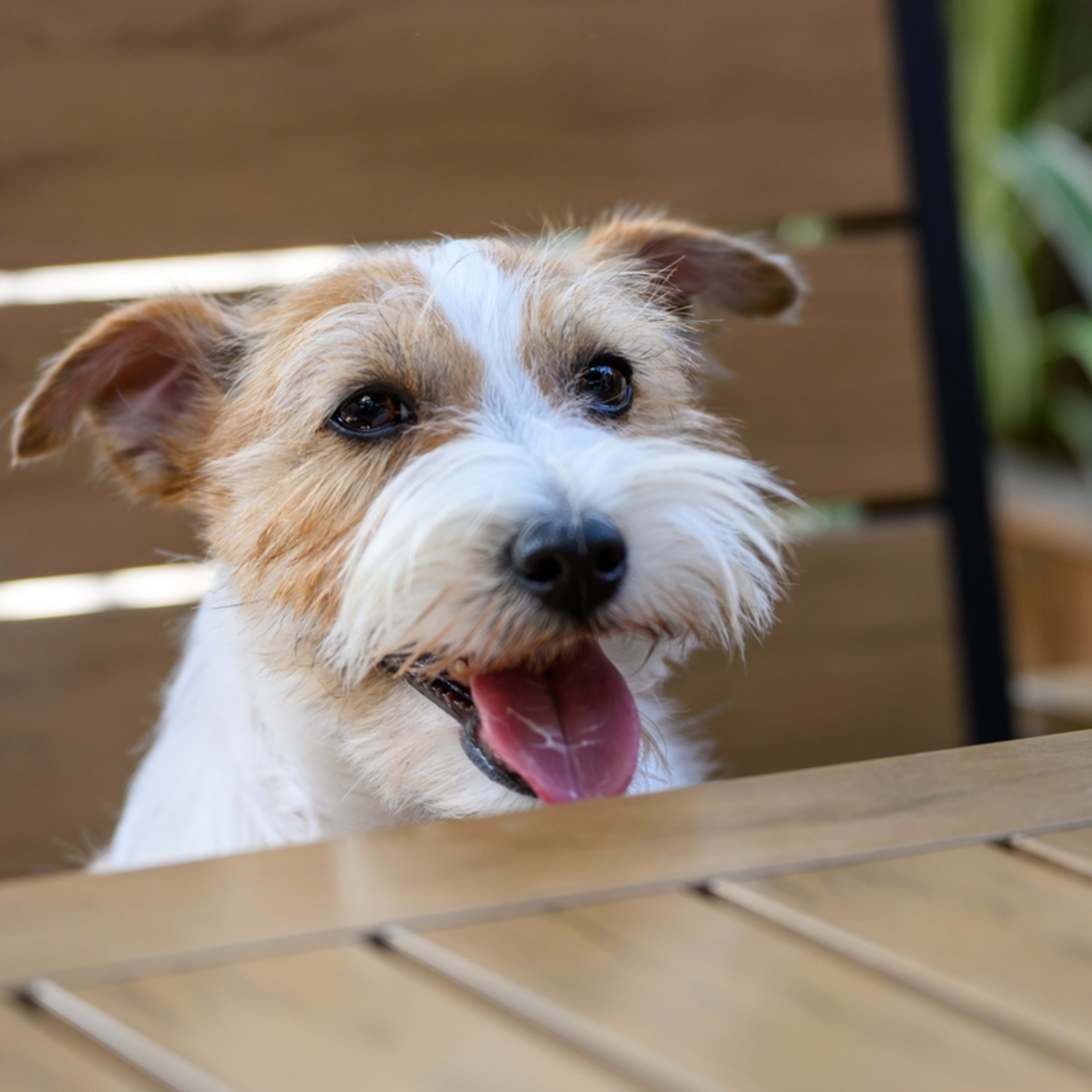 Joyful Little Jack Russel Terrier Sits Proudly As Restaurant Staff Sing ...