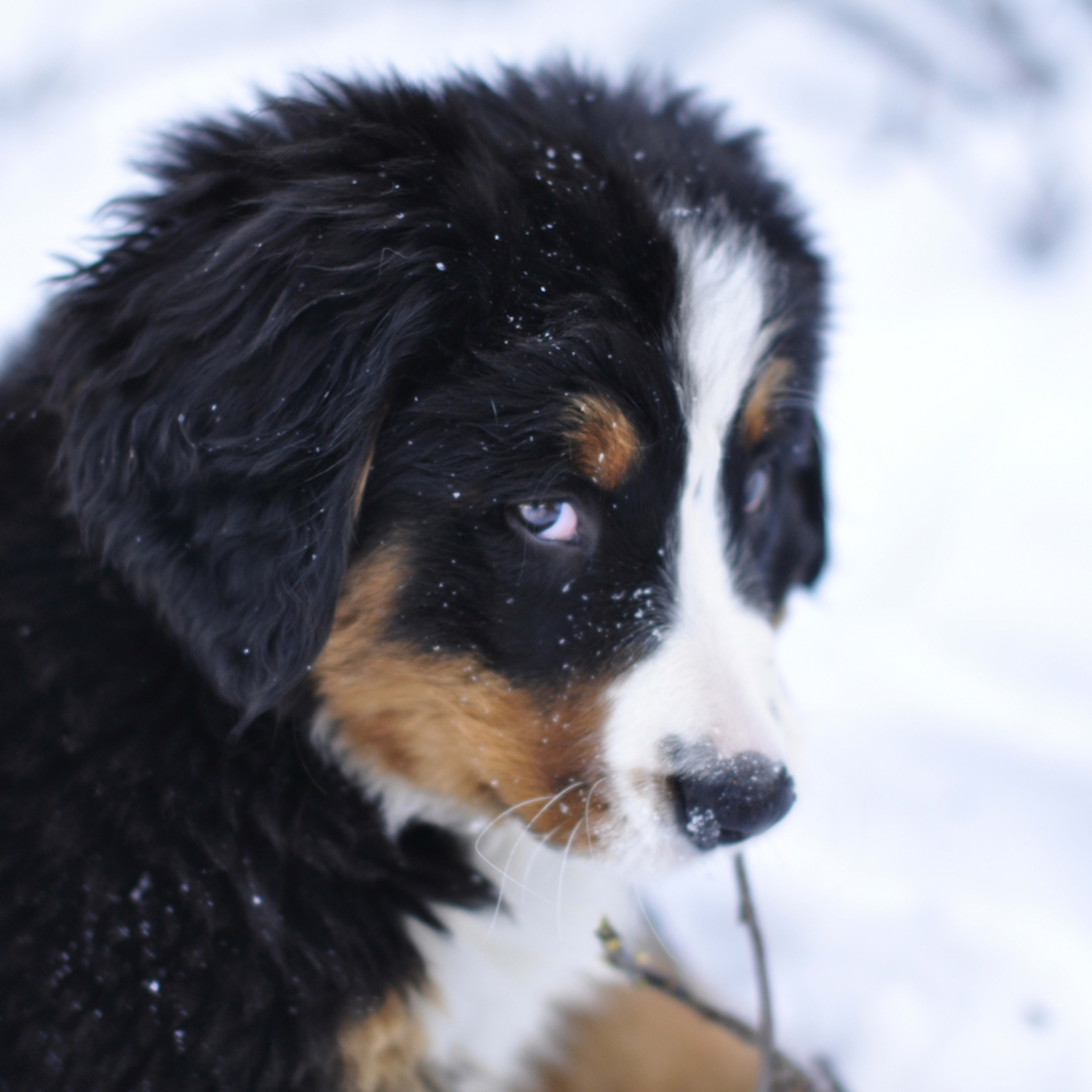 Great Pyrenees-Bernese Mountain Puppy Can't Sit Still for Video and ...