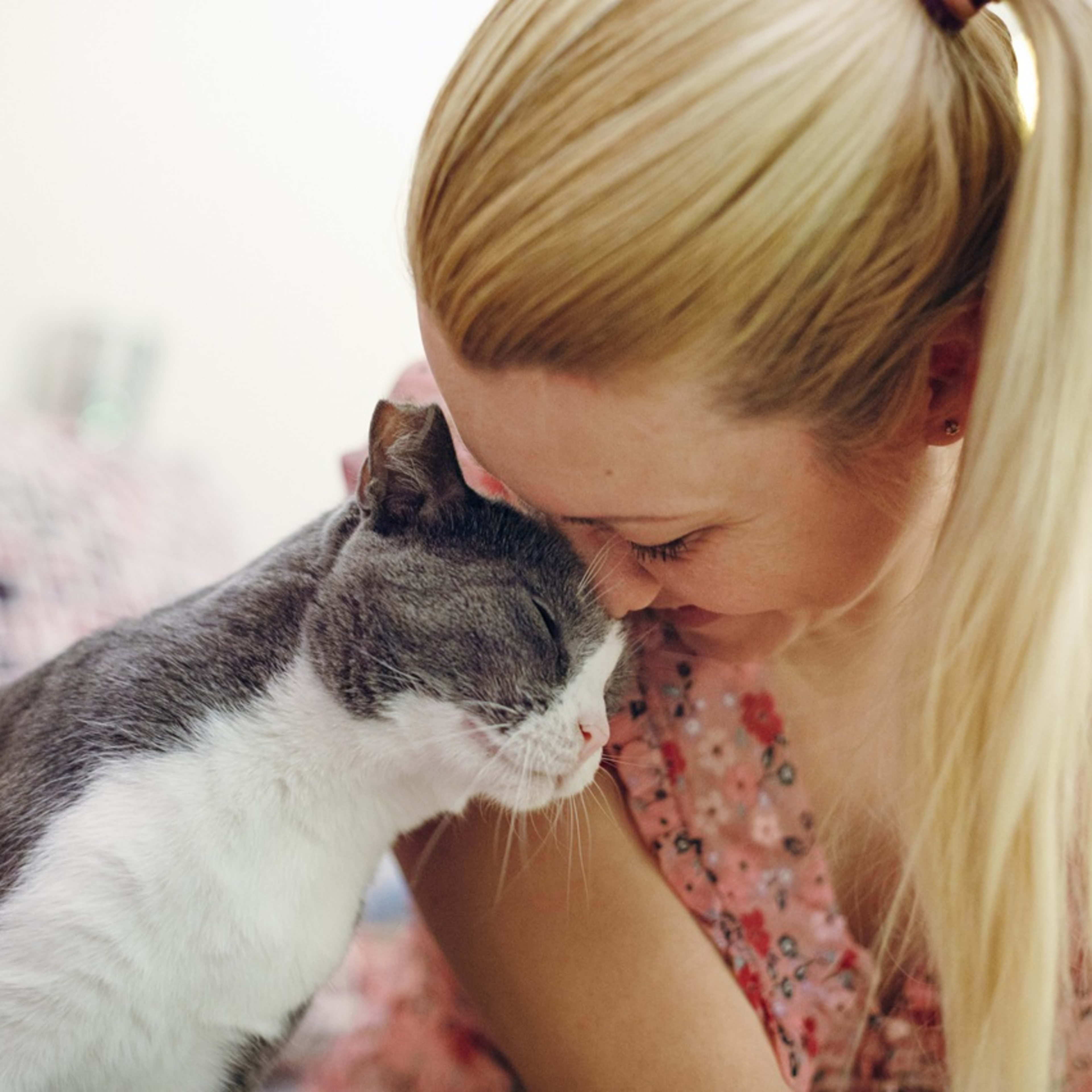 Orange Cat Literally Falls Over When Told He’s Handsome and It's ...