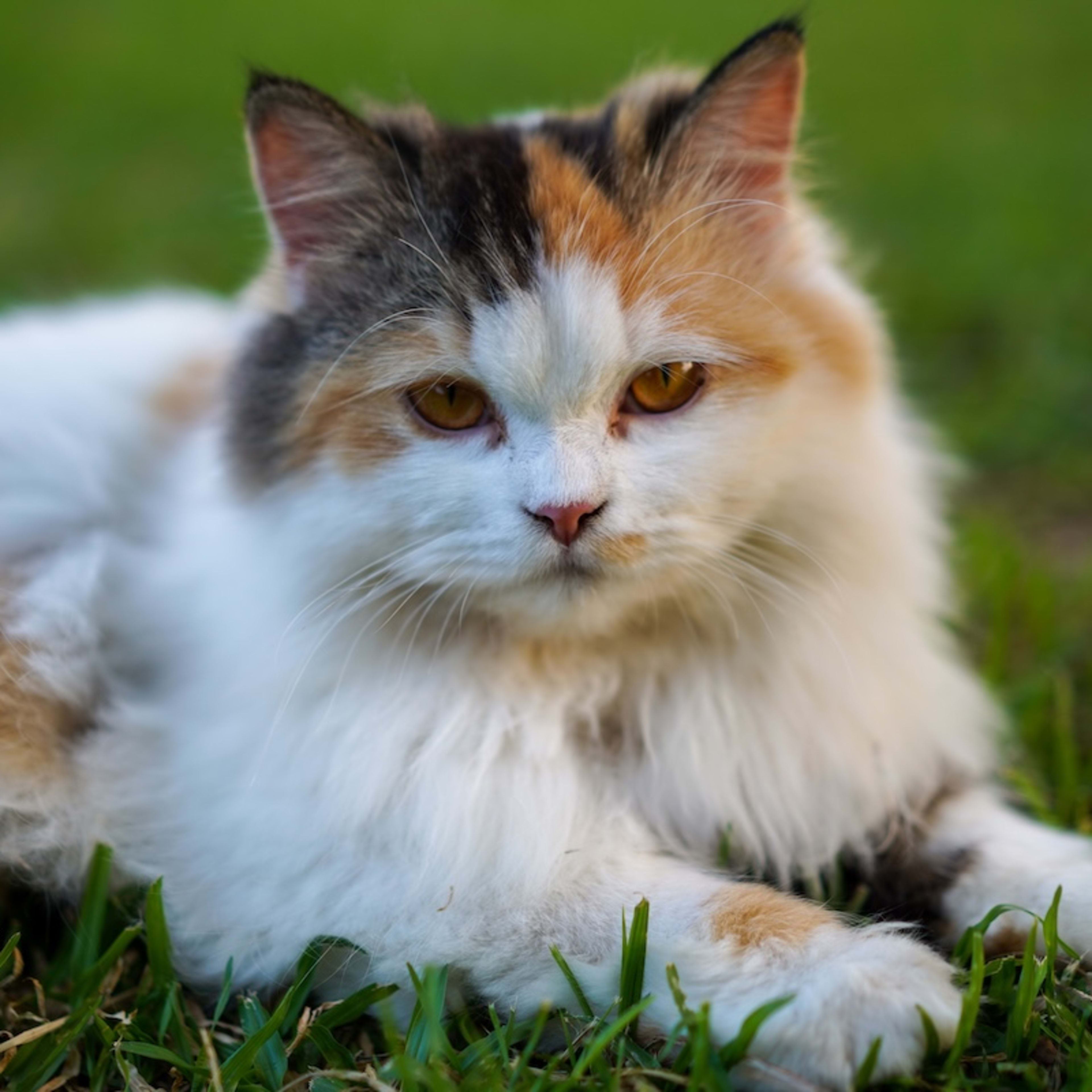 Two Kittens Bopping Their Heads in Perfect Unison Is Weirdly Hilarious ...