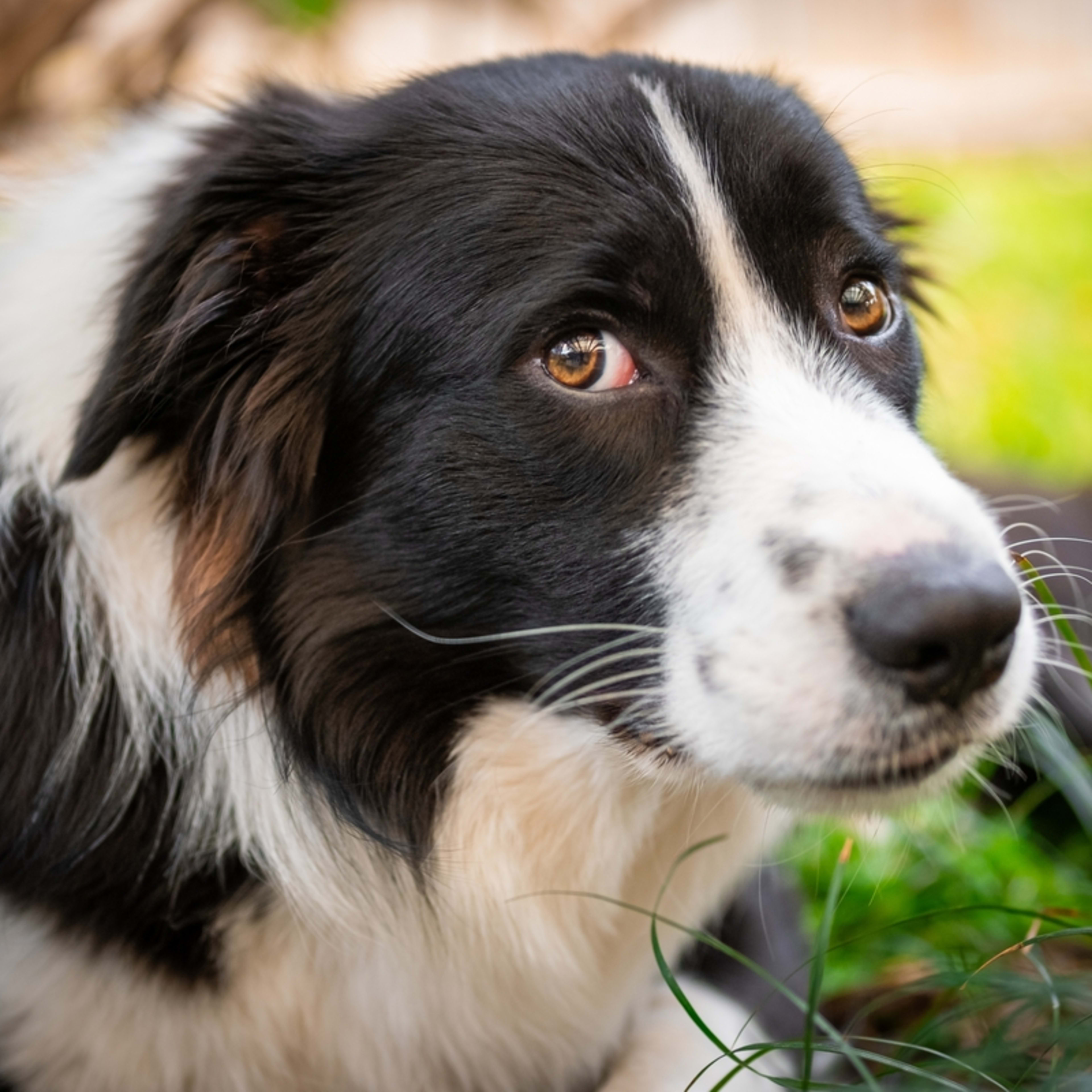Couple Shares Rare Look Into the Special Recipe Keeping Their Disabled Dog Healthy
