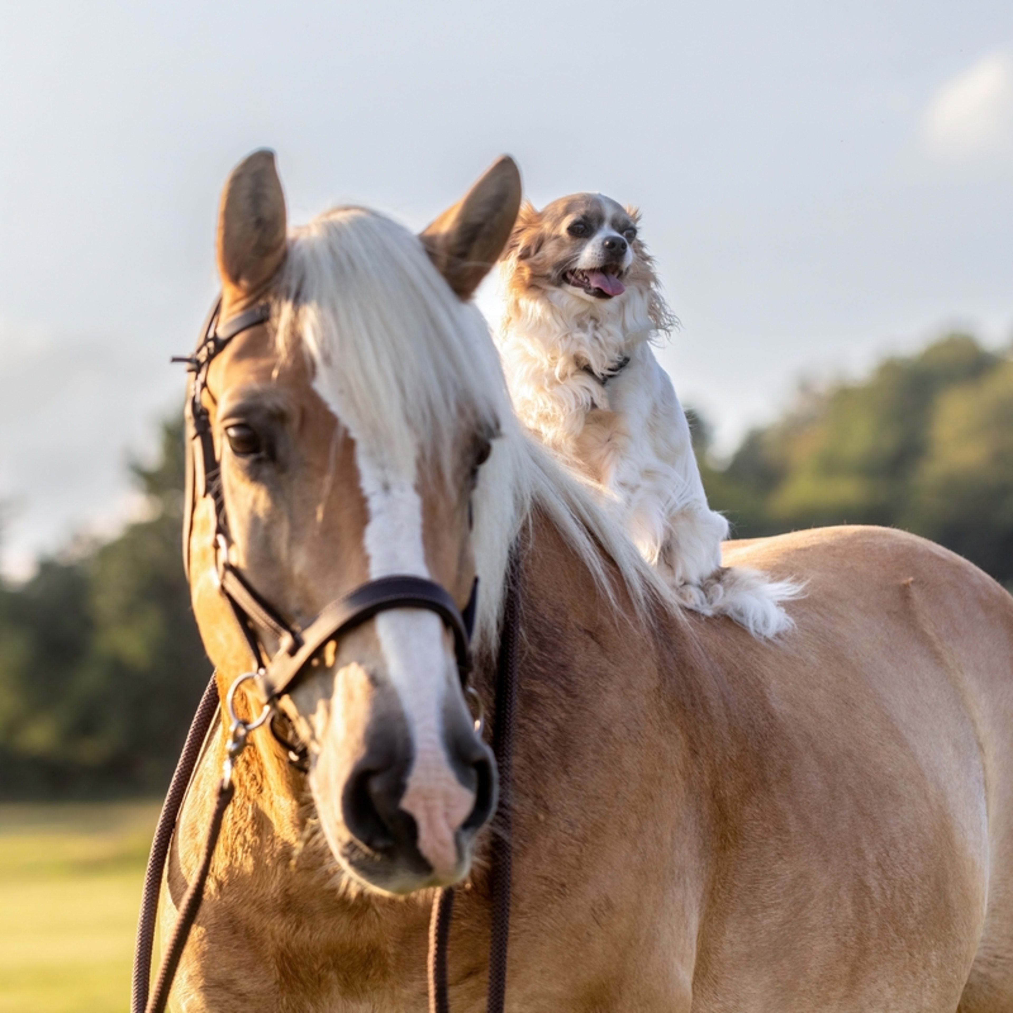 Mini Dachshund and Her Mom Have the Cutest Morning Coffee Routine ...