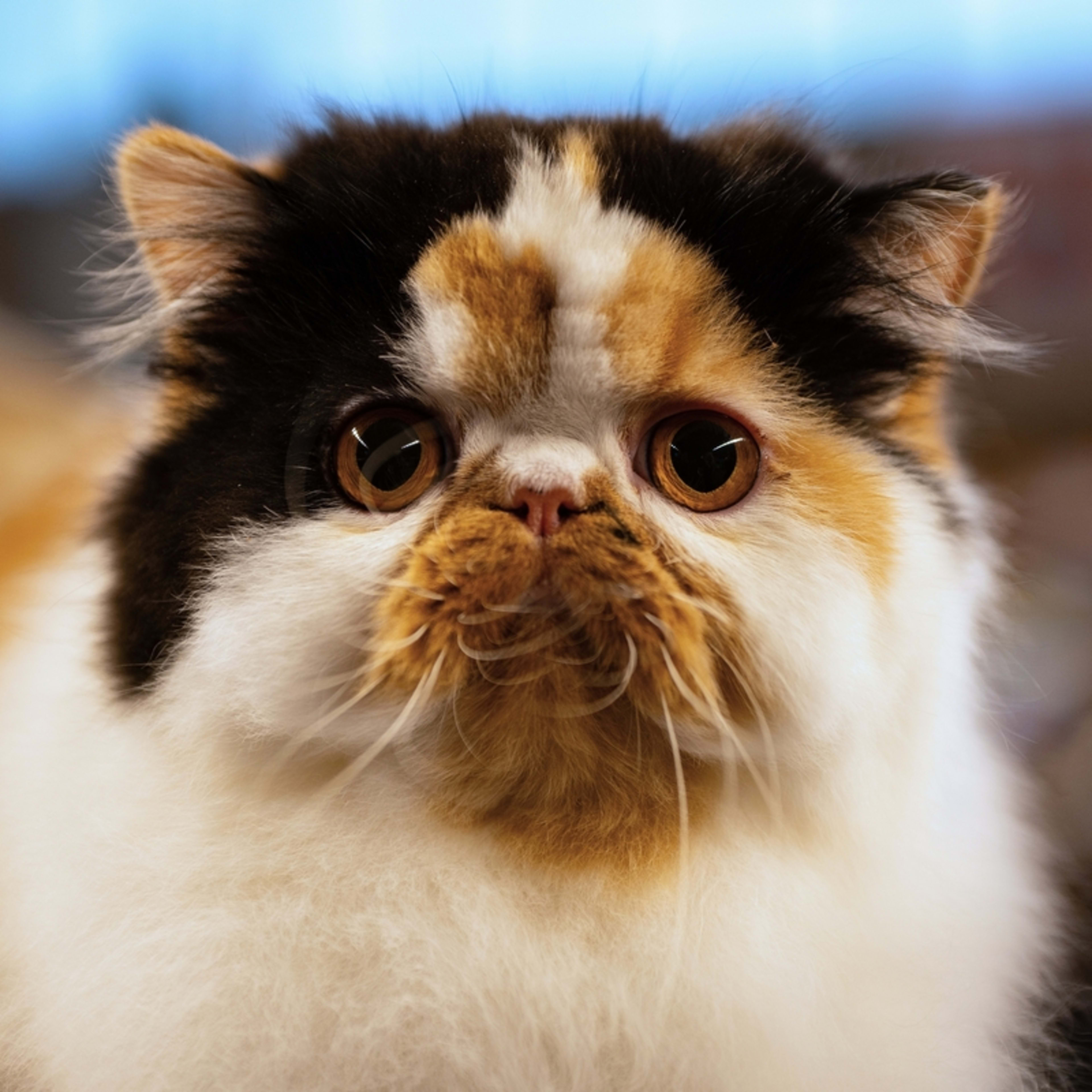 This Whimsical Cat Tree Looks Like It Belongs in a Storybook - Parade Pets