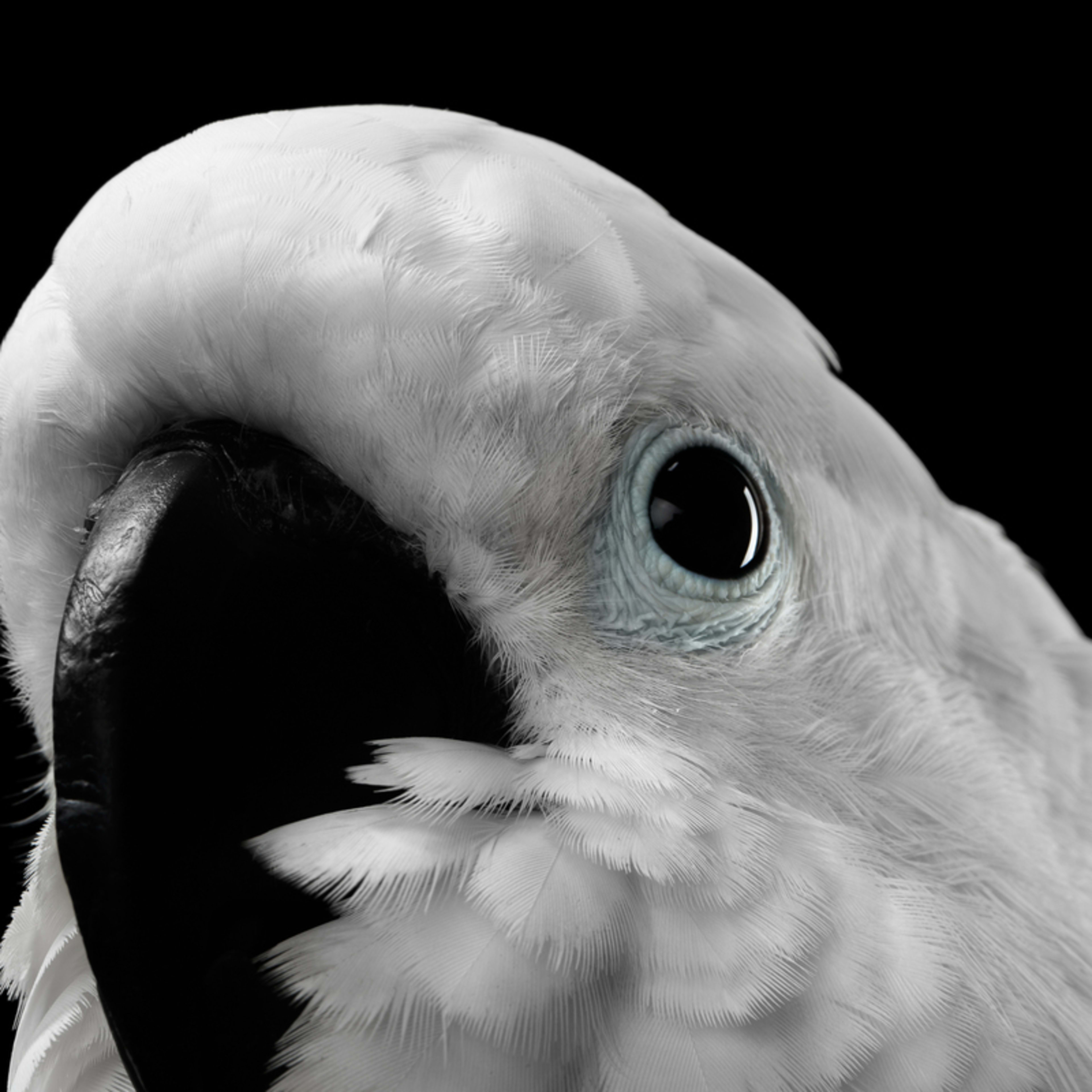 Cockatoo's 'Midday Rant Session' Is an Adorable Monday Mood