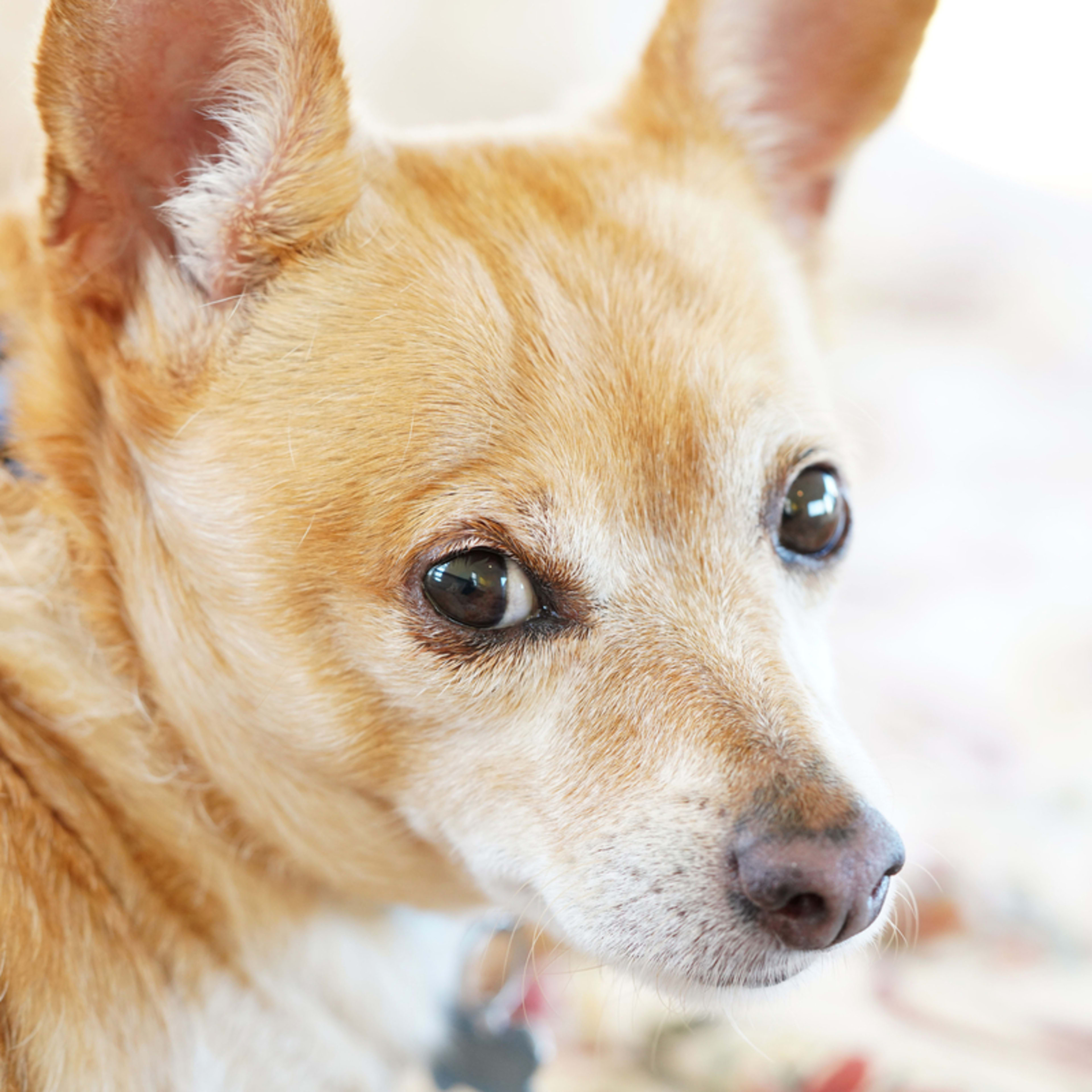 Senior Rescue Dog Hit By Truck Takes Miraculous 'First Steps Alone'