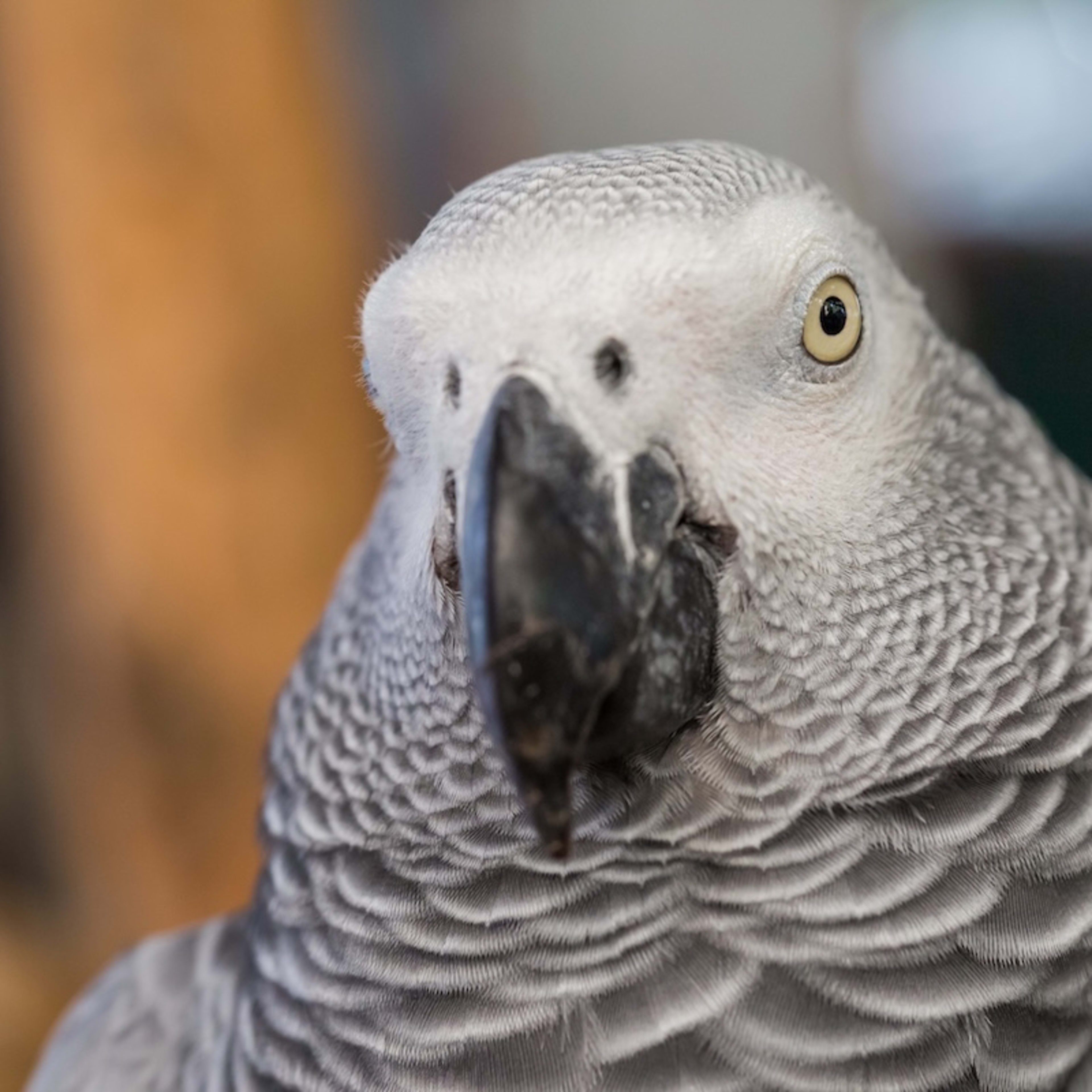Pampered Parrot Throws Epic Fit Over ‘Surprise Bath'