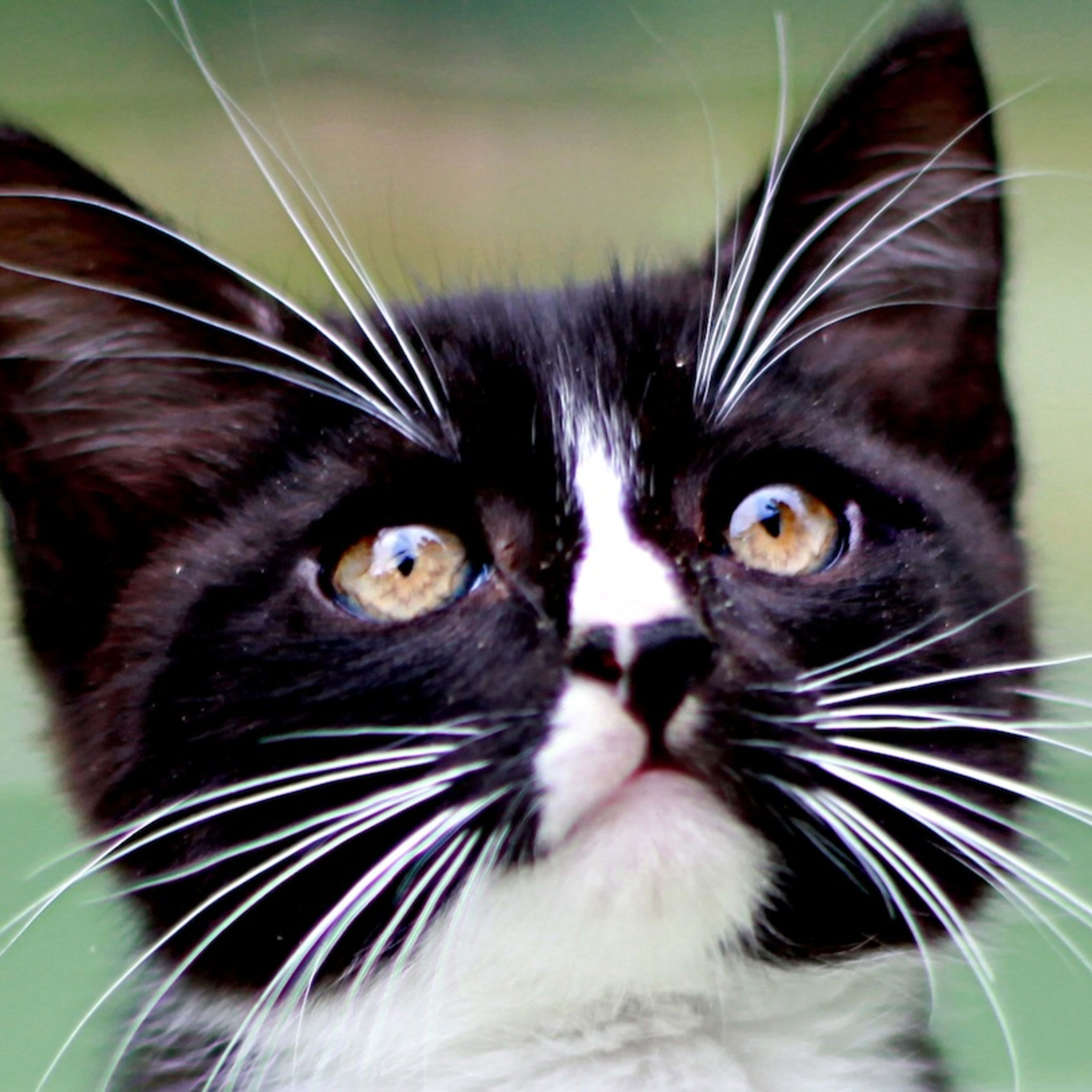 Paralyzed Tuxedo Kitten Learns To Walk by Doing Tiny Handstands