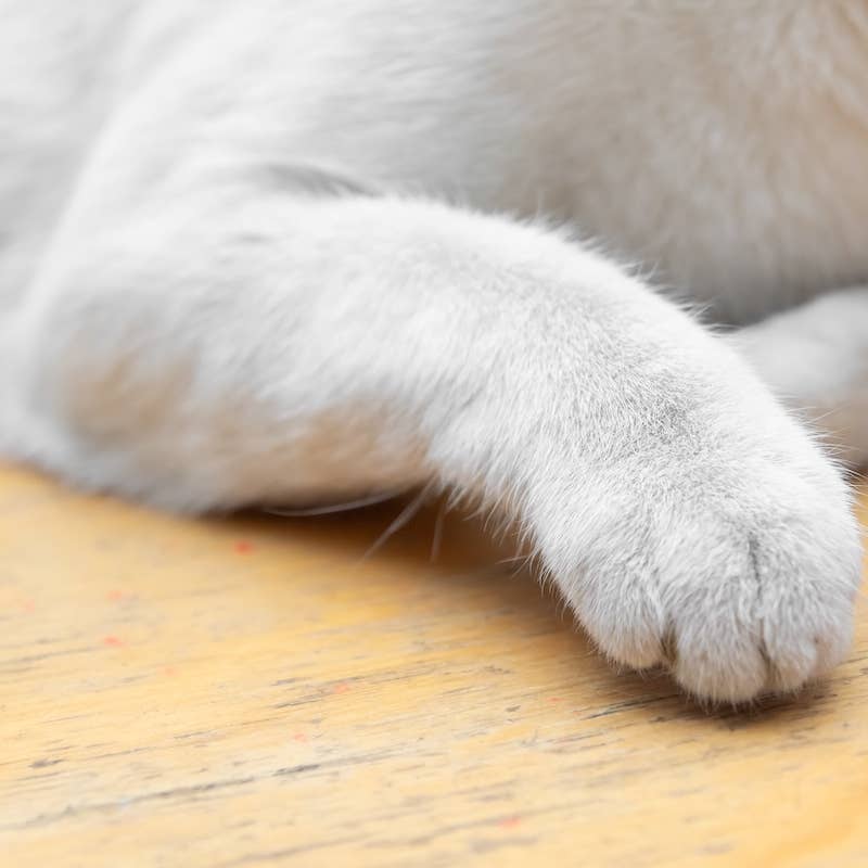 Super Rare Persian-Ragdoll Cat Looks Like a Smoky Mountain - Parade Pets
