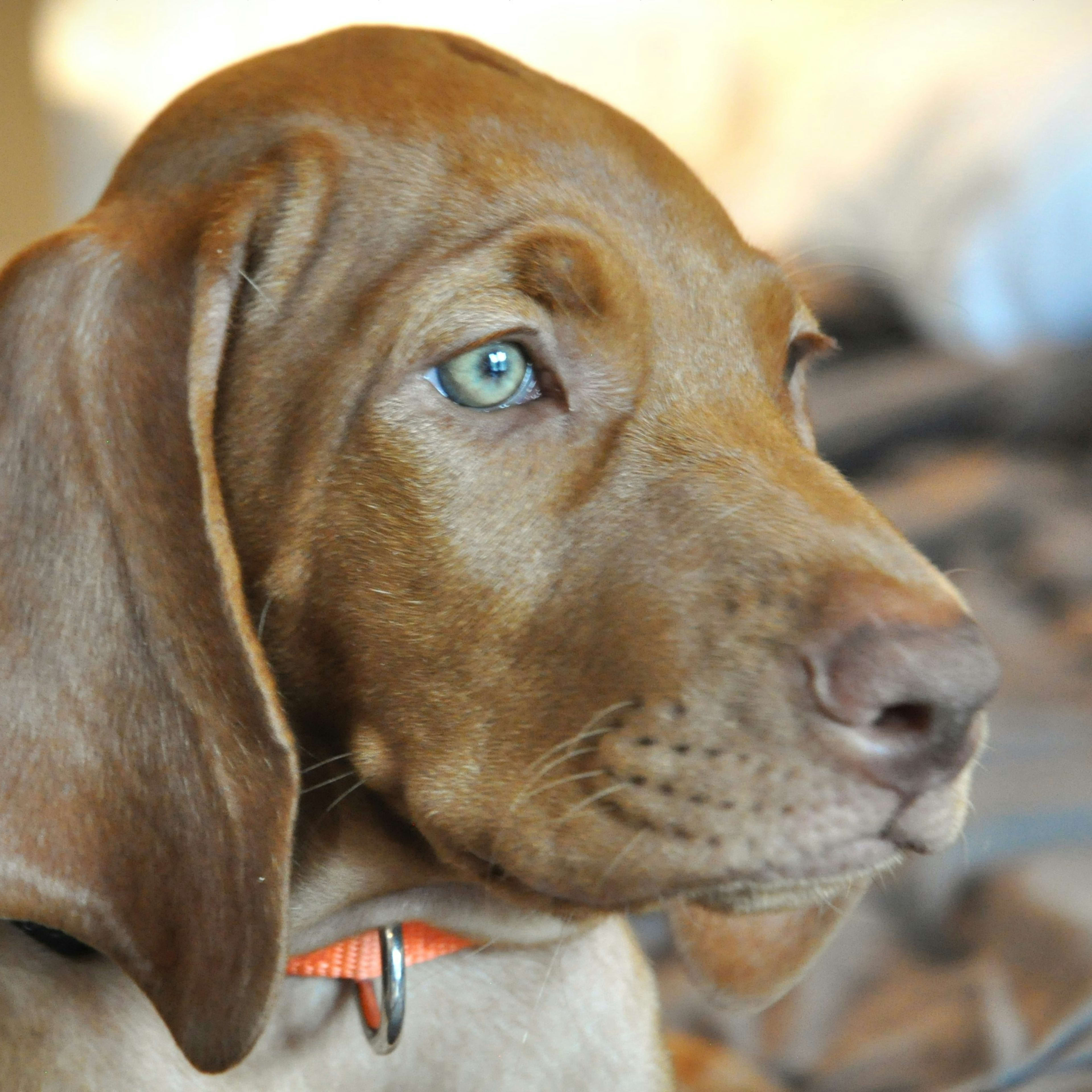 Vizslador Puppy's 'Little Confused Face' at Dad Playing Darts Is Precious