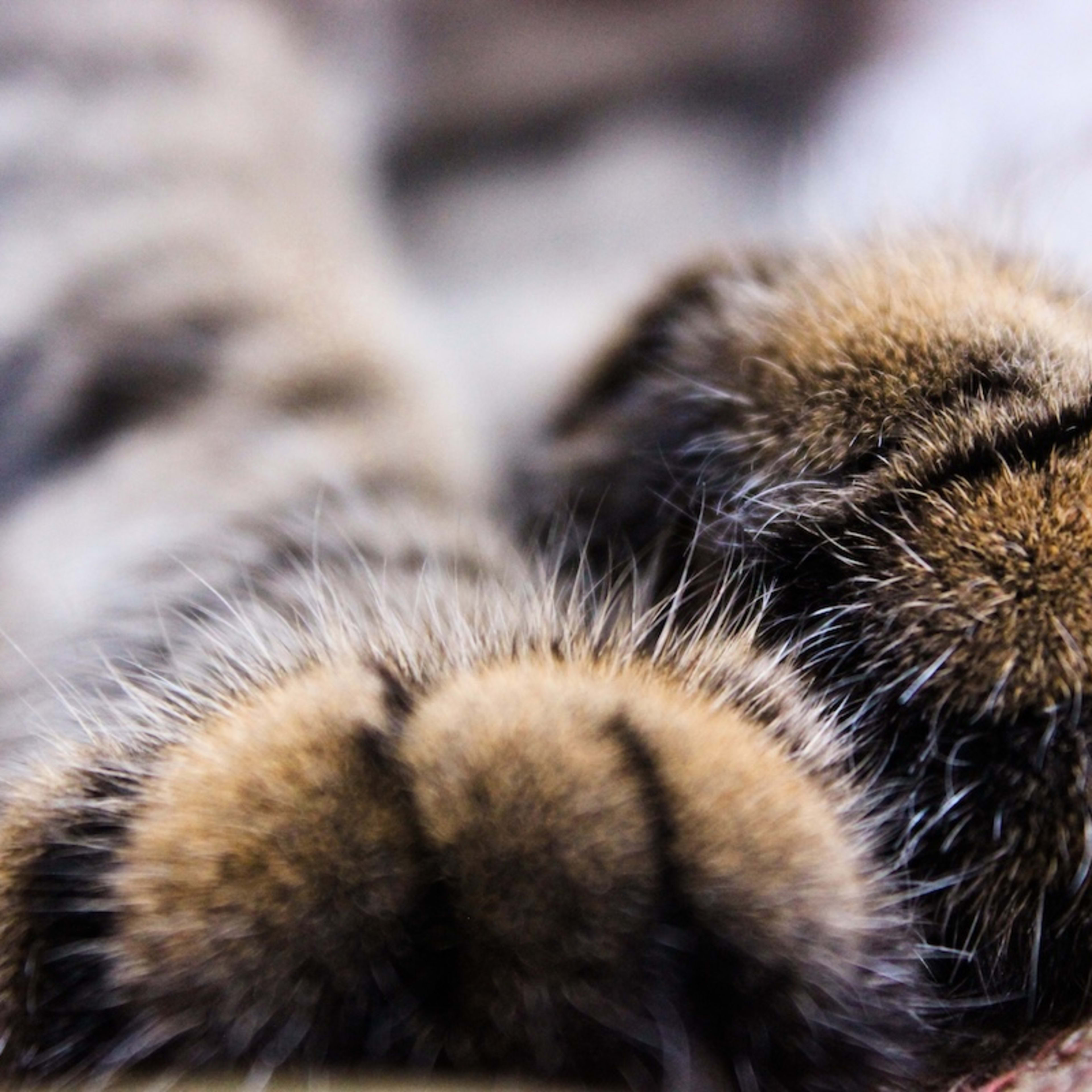 Tortie Maine Coon’s Awesome Mustache Is Too Cool for School