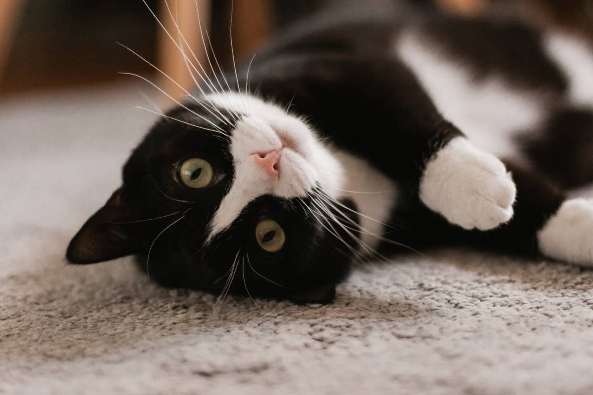 Ragdoll Cat Tries in Vain To Be Athletic and the Results Are Hilarious ...