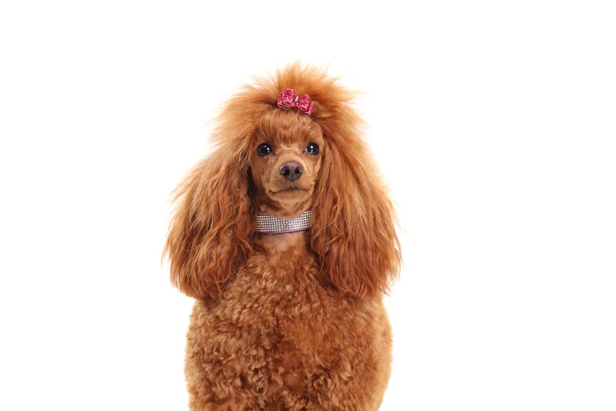 8 Dog Body Language Signs to Understand Your Dog - Parade Pets
