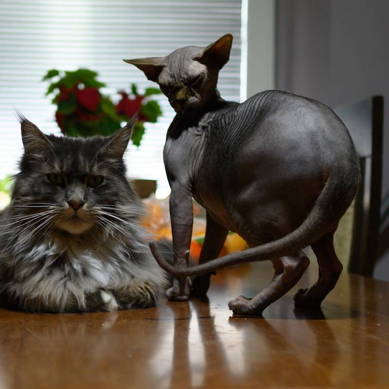Maine Coon Kitten Has One Blue Eye and One Brown Eye—and Her Colors Are ...