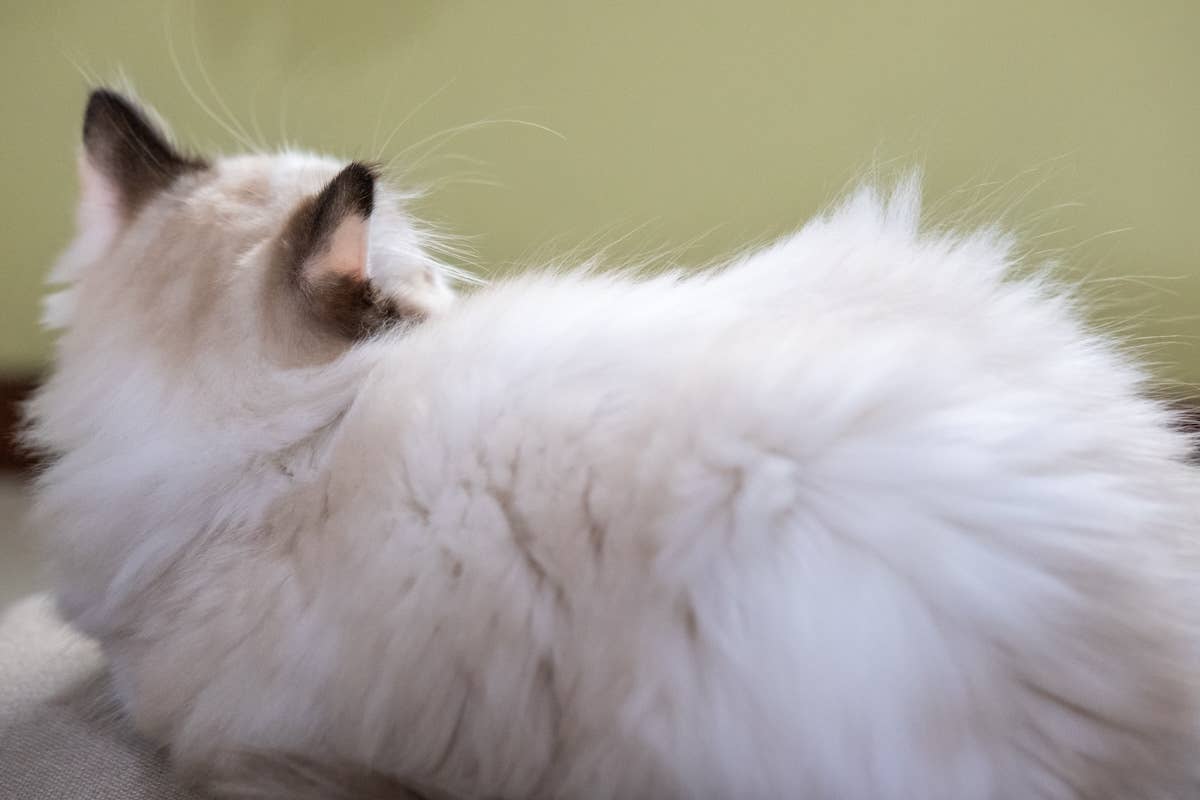 Stunning Ragdoll Cat’s ‘Ocean Eyes’ Are So Mesmerizing - Parade Pets
