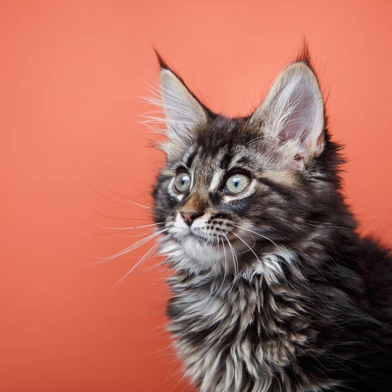 Former 'Nameless' and 'Terrified' Street Puppy Celebrating First ...