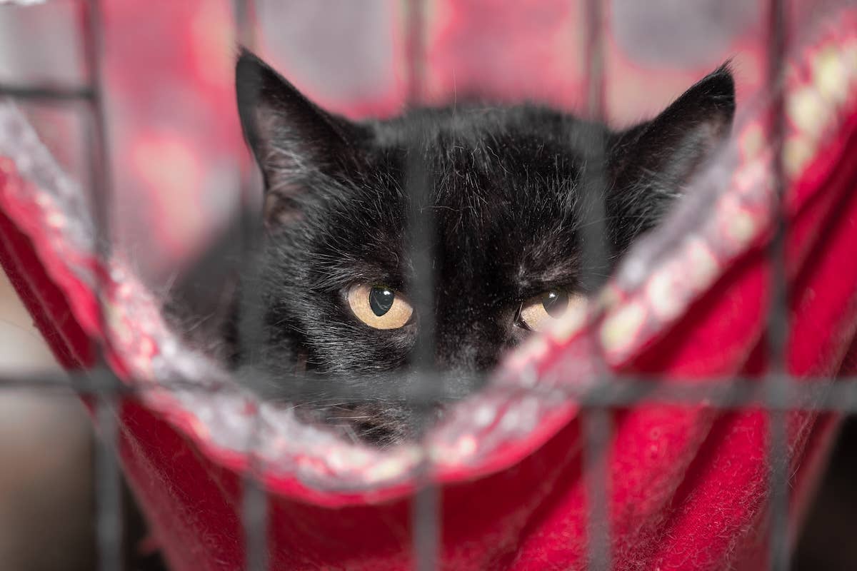 Black Cat’s Long Nose and Tiny Eyes Look Like a Preschooler Drew Him ...