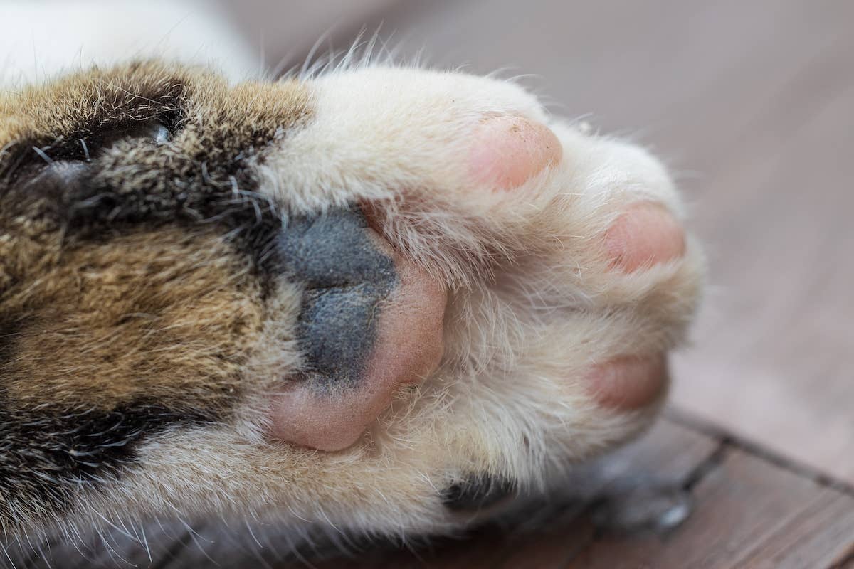 Calico Cat Has a Near-Perfect ‘Harry Potter’ Scar - Parade Pets