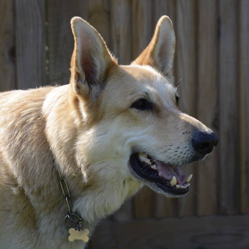 Cockatoo Returning Home After 4 Months Is the Happiest Boy in the World ...