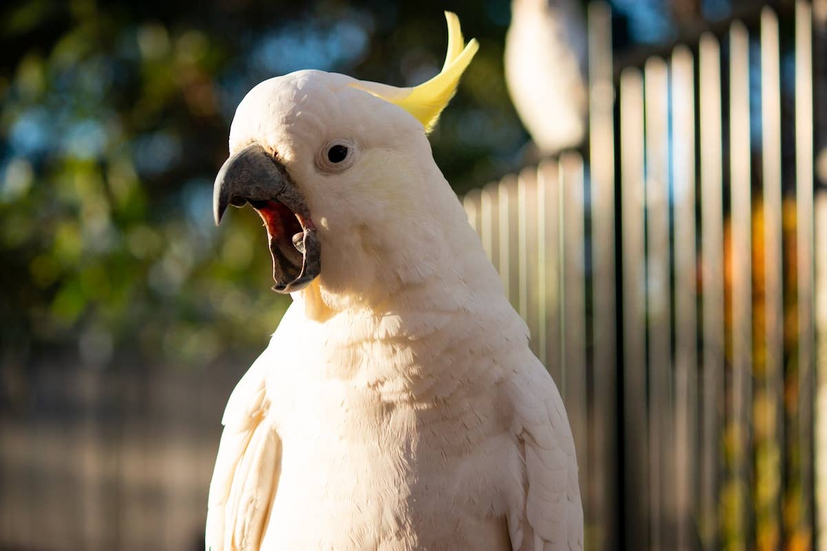 Clever Cockatoo Lets Dog in To Show Mom Who's in Charge - Parade Pets