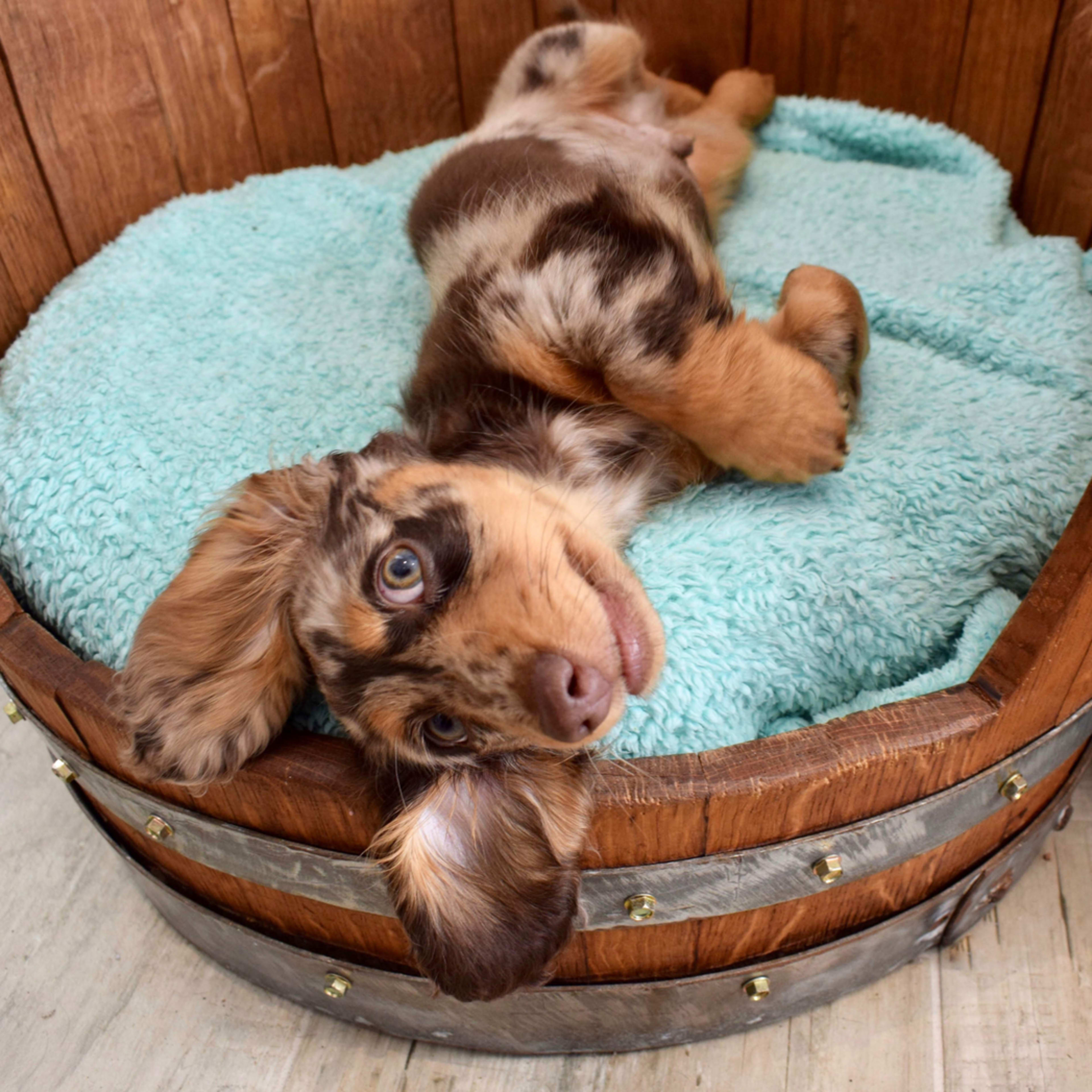 Mini Dachshund and Her Mom Have the Cutest Morning Coffee Routine ...