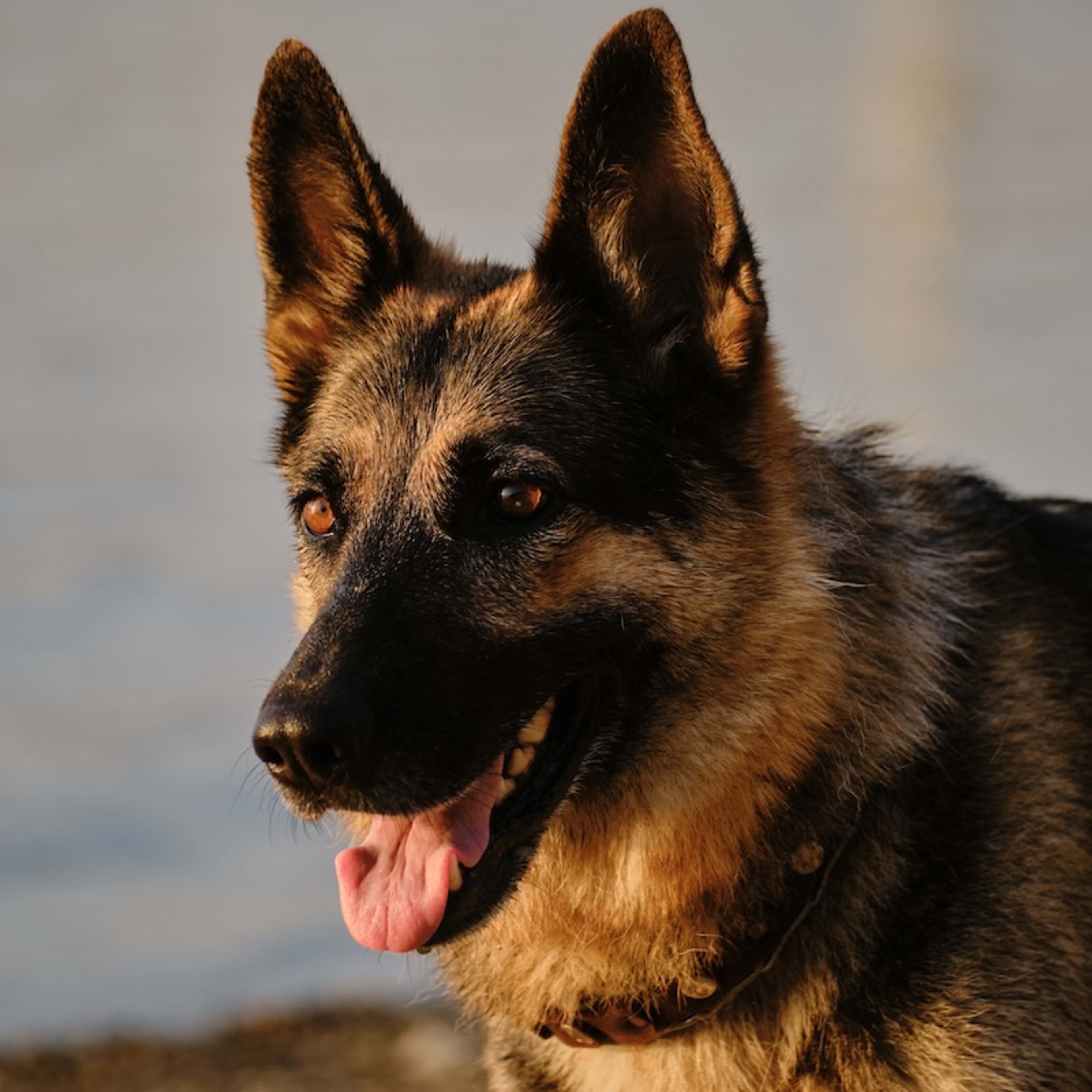 German Shepherds Watch Happy Baby Splash With Pure Joy - Parade Pets