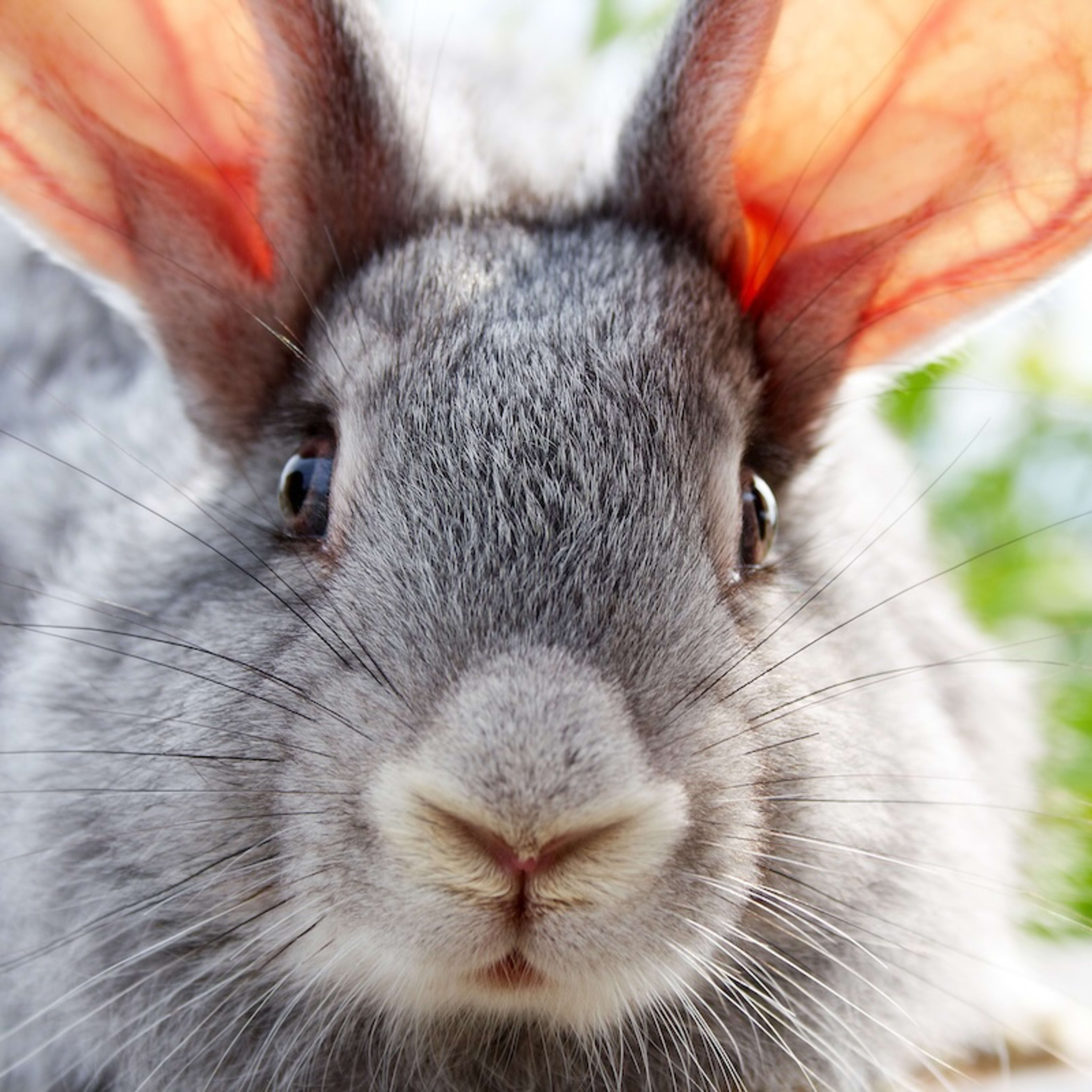 Houston Rodeo’s Bunny and Guinea Pig Costume Contest Is Almost Too Cute ...