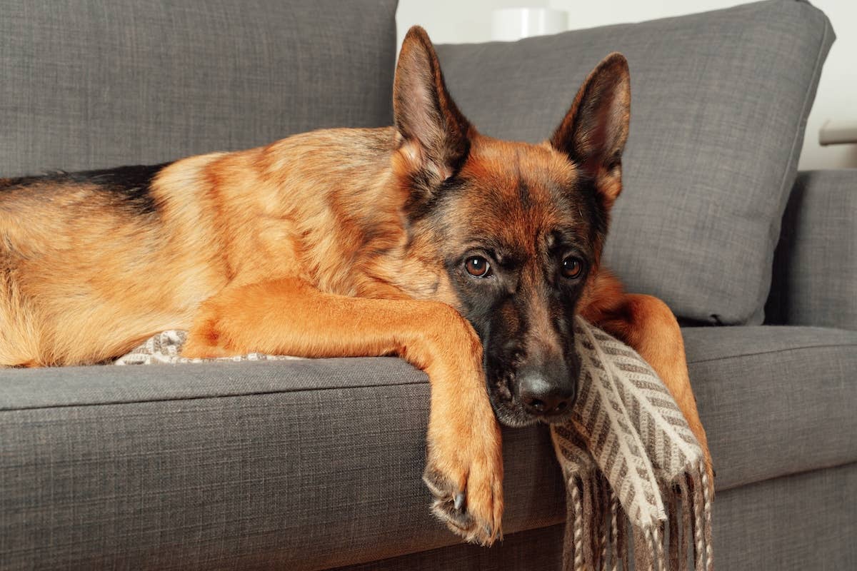 My German Shepherd Loves Snuggling on This Cozy Dog Bed - Parade Pets