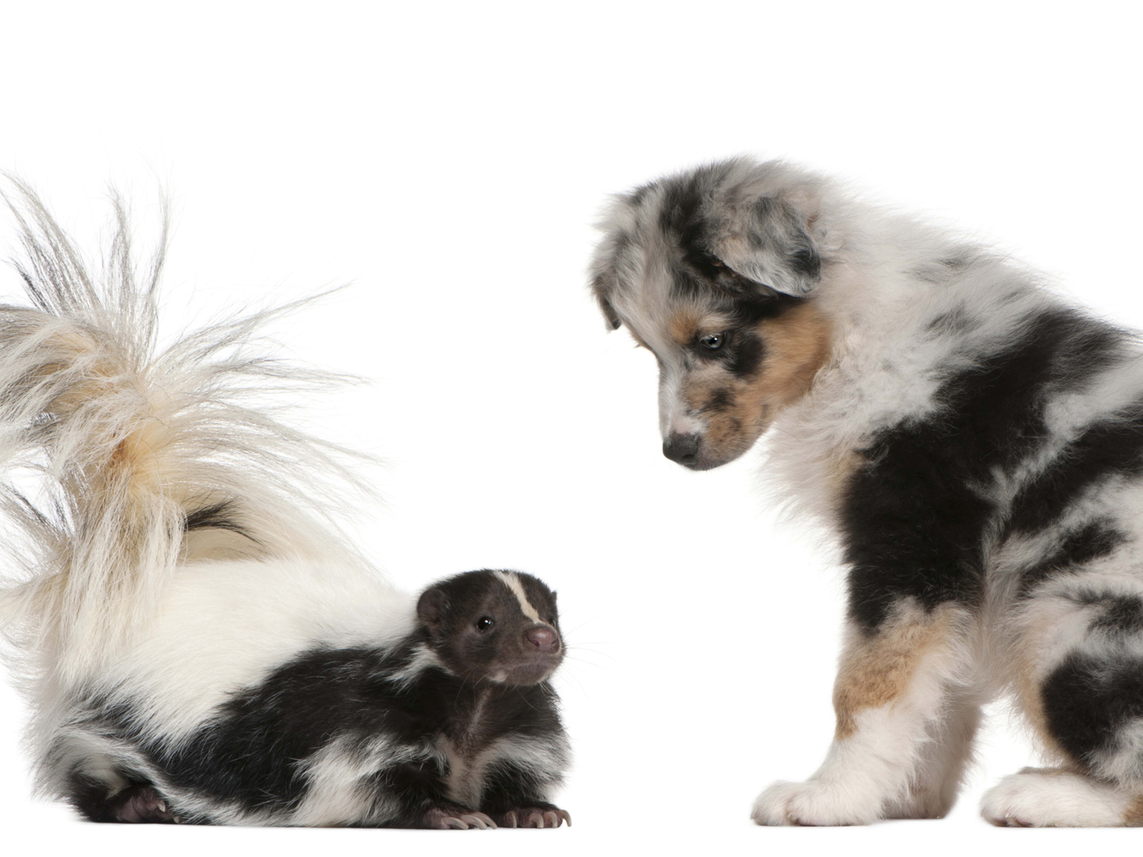How to Remove Skunk Smell from Dogs Using Safe Household Steps: Quick & Easy Guide