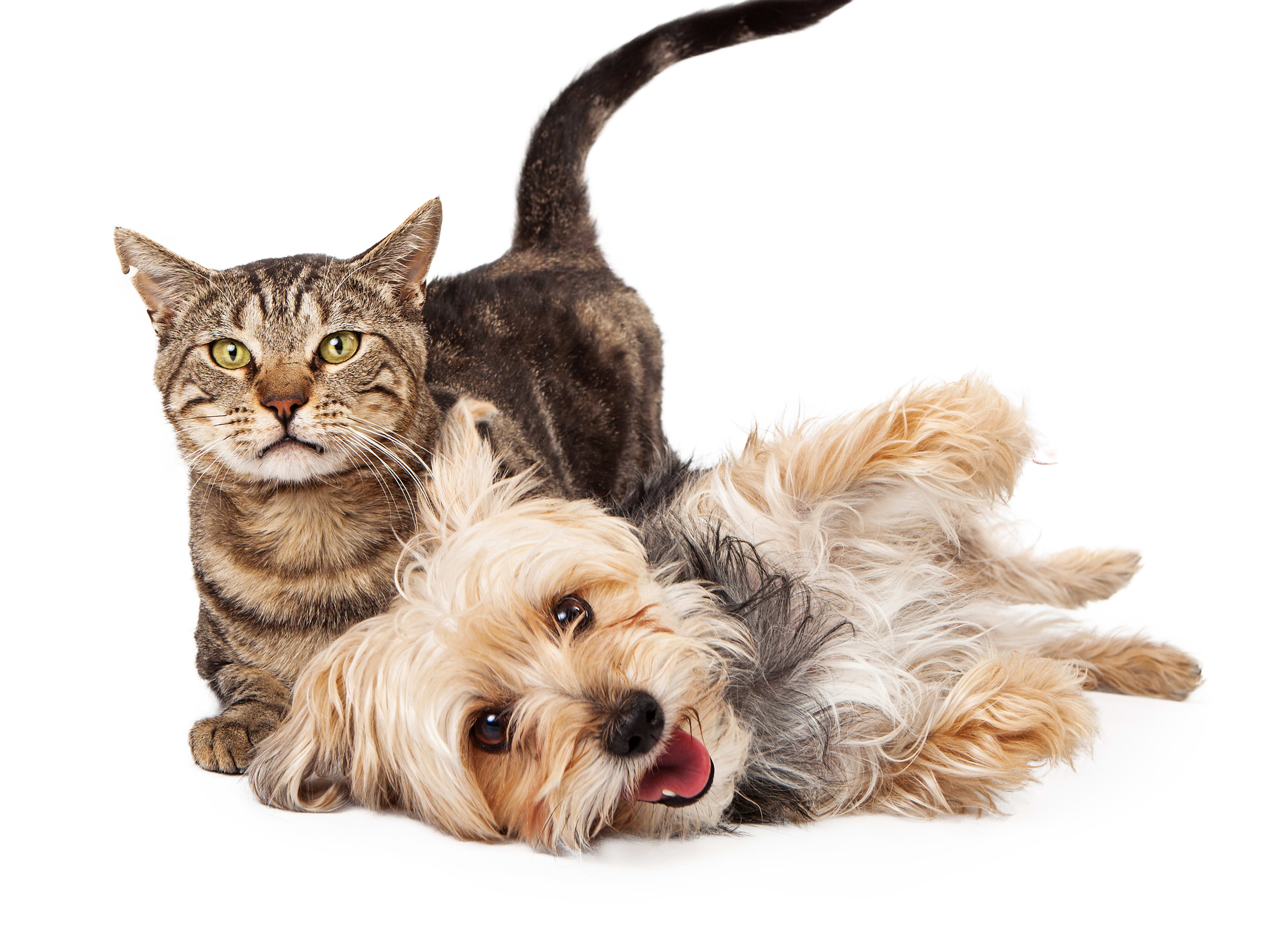 Cat Breeds That are Good With Dogs: Top Friendly Feline Friends