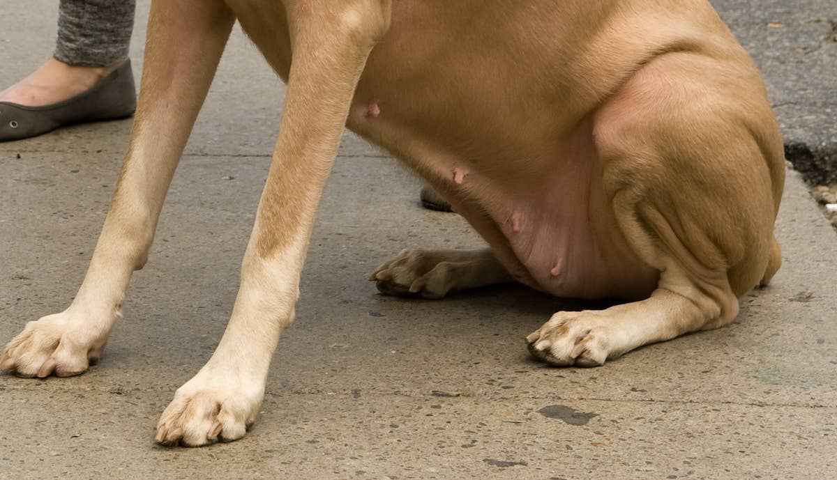 que es un doberman albino