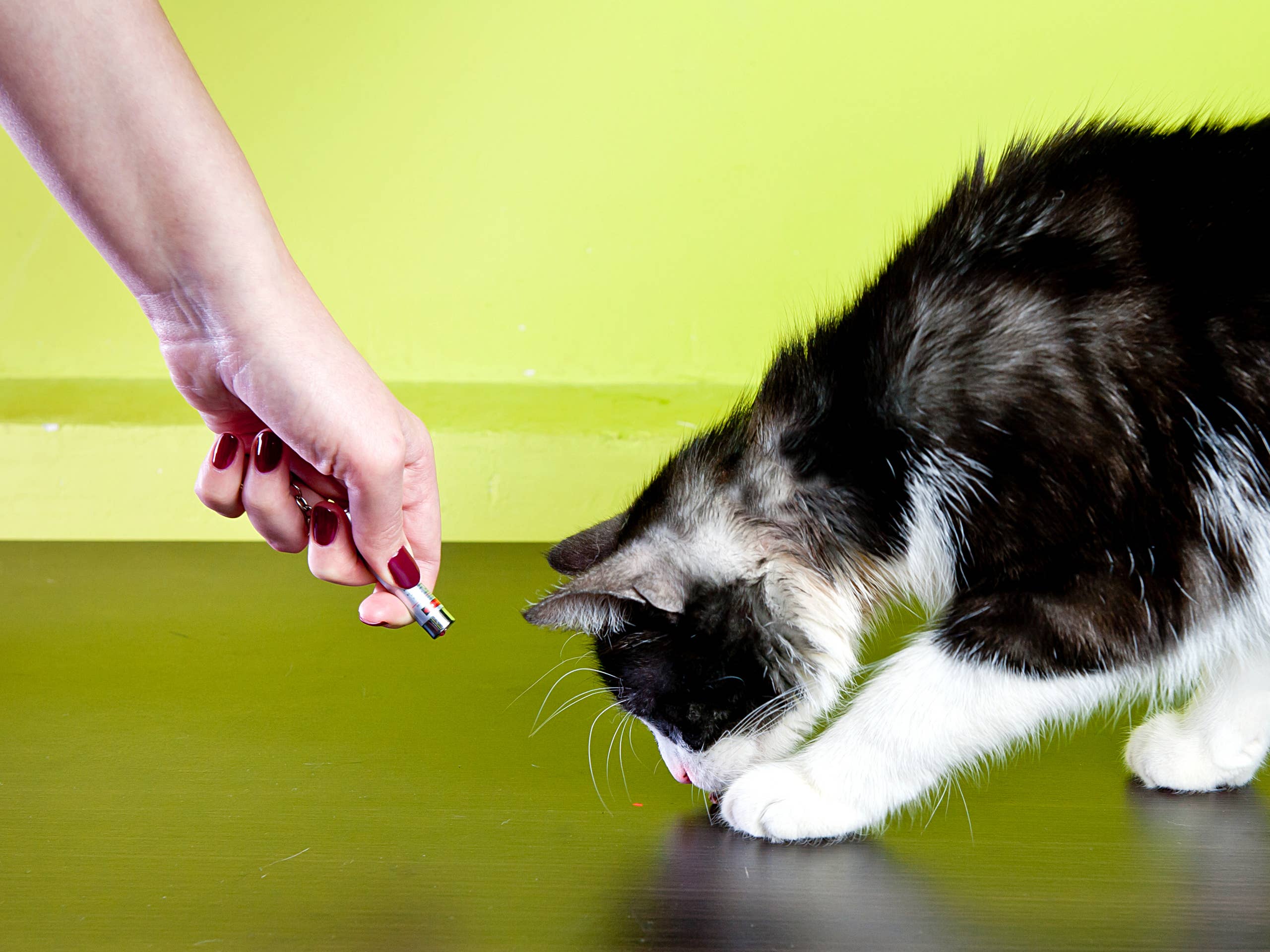 Can a Cat Toy Laser Pointer Dangerous: Hidden Risks Revealed