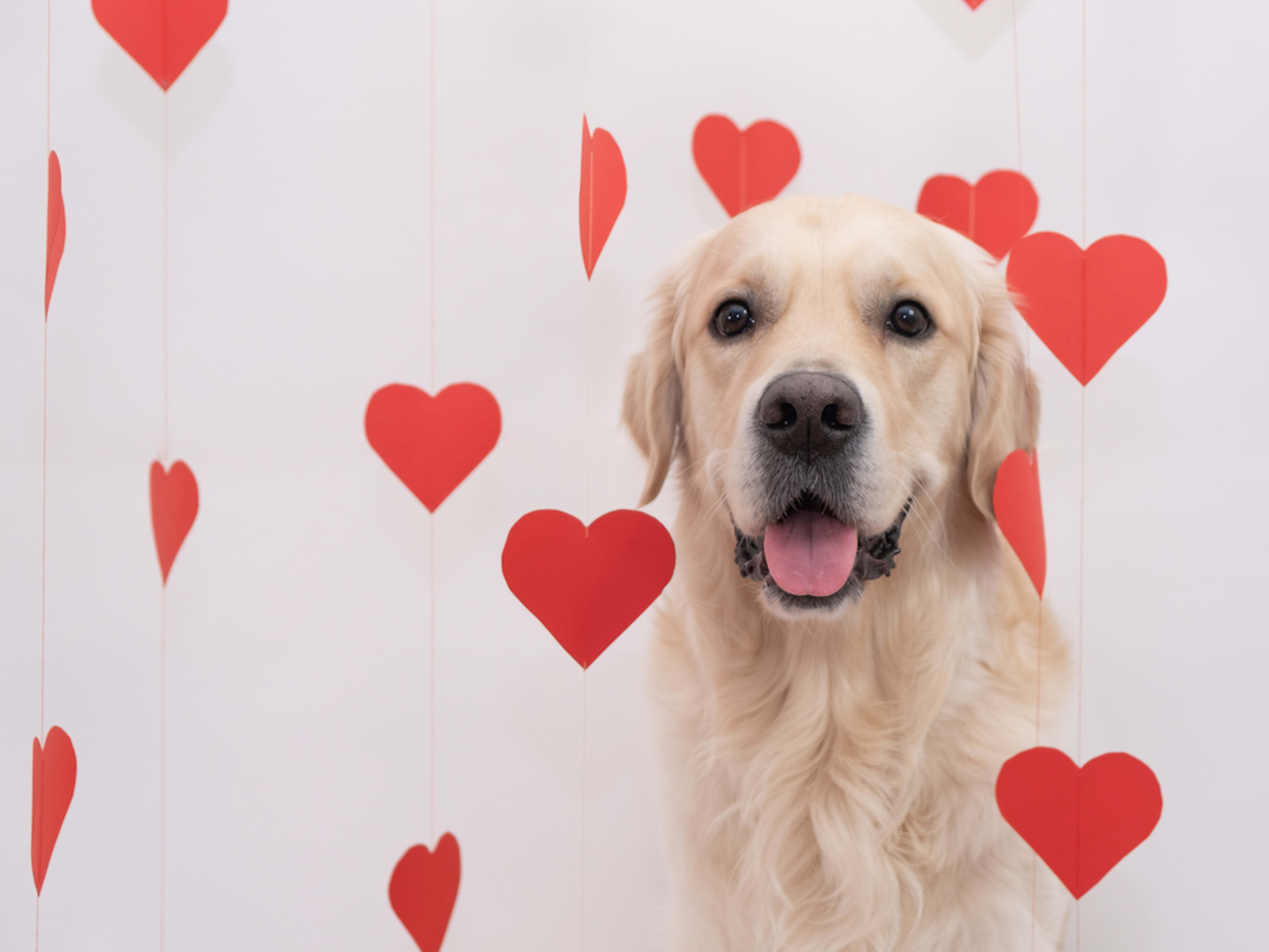 Sweet Golden Retriever Sisters' Valentine's Day Photoshoot Is Making