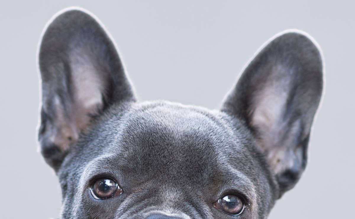 Pudgy Gray Frenchie Looks Exactly Like a Baby Koala Bear - Parade Pets