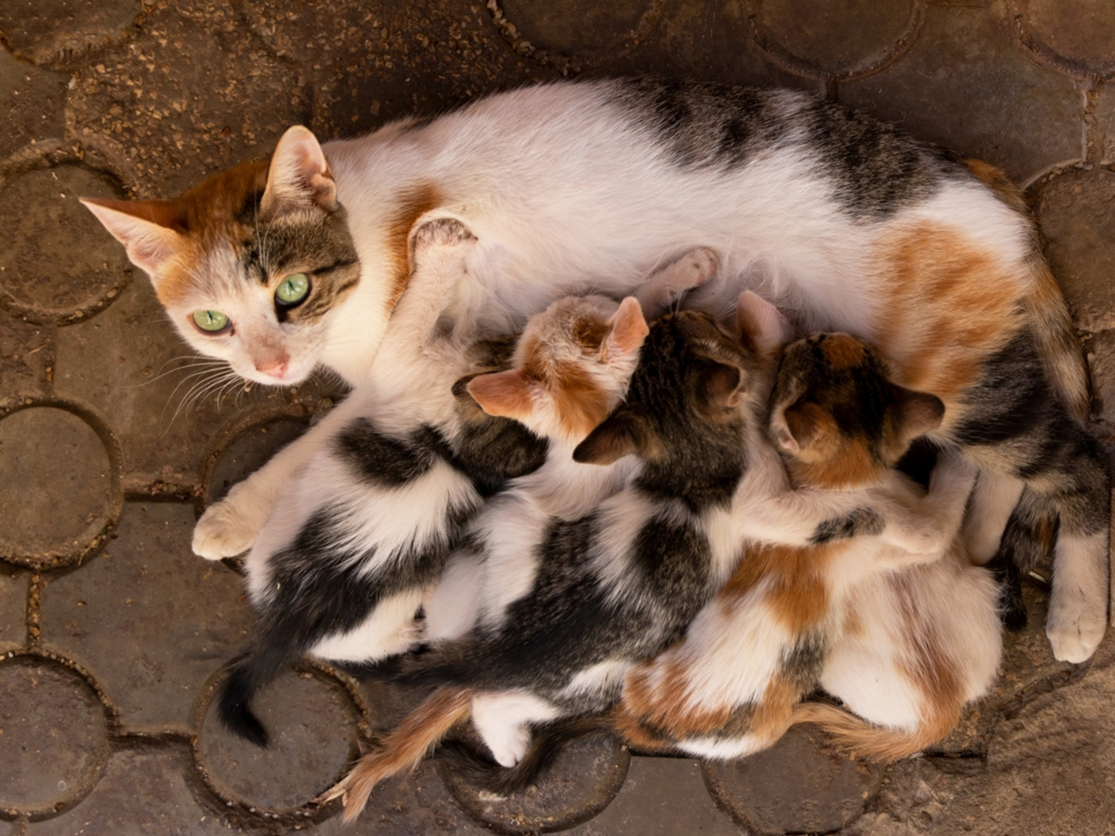 How Many Kittens Do Cats Have: Surprising Facts Revealed!