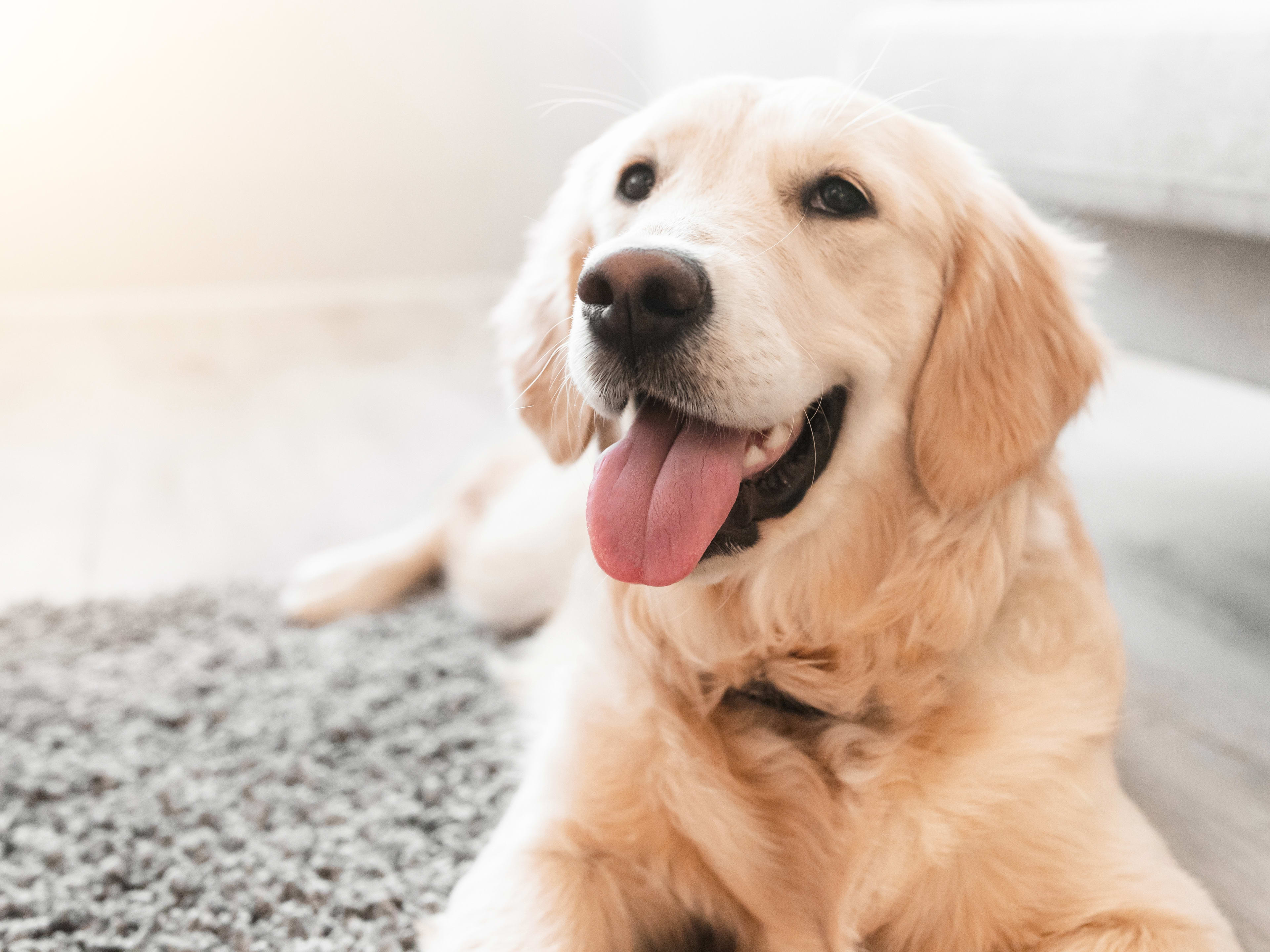 Golden Retriever Bopping His Head to Bad Bunny's Super Bowl Show Is ...