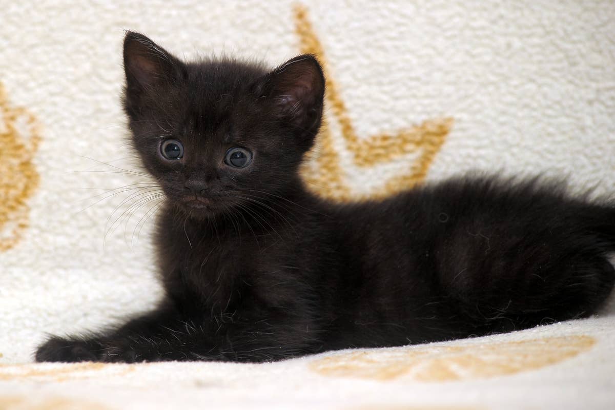 black-kitten-learning-to-walk-again-looks-like-he-s-made-out-of-pipe