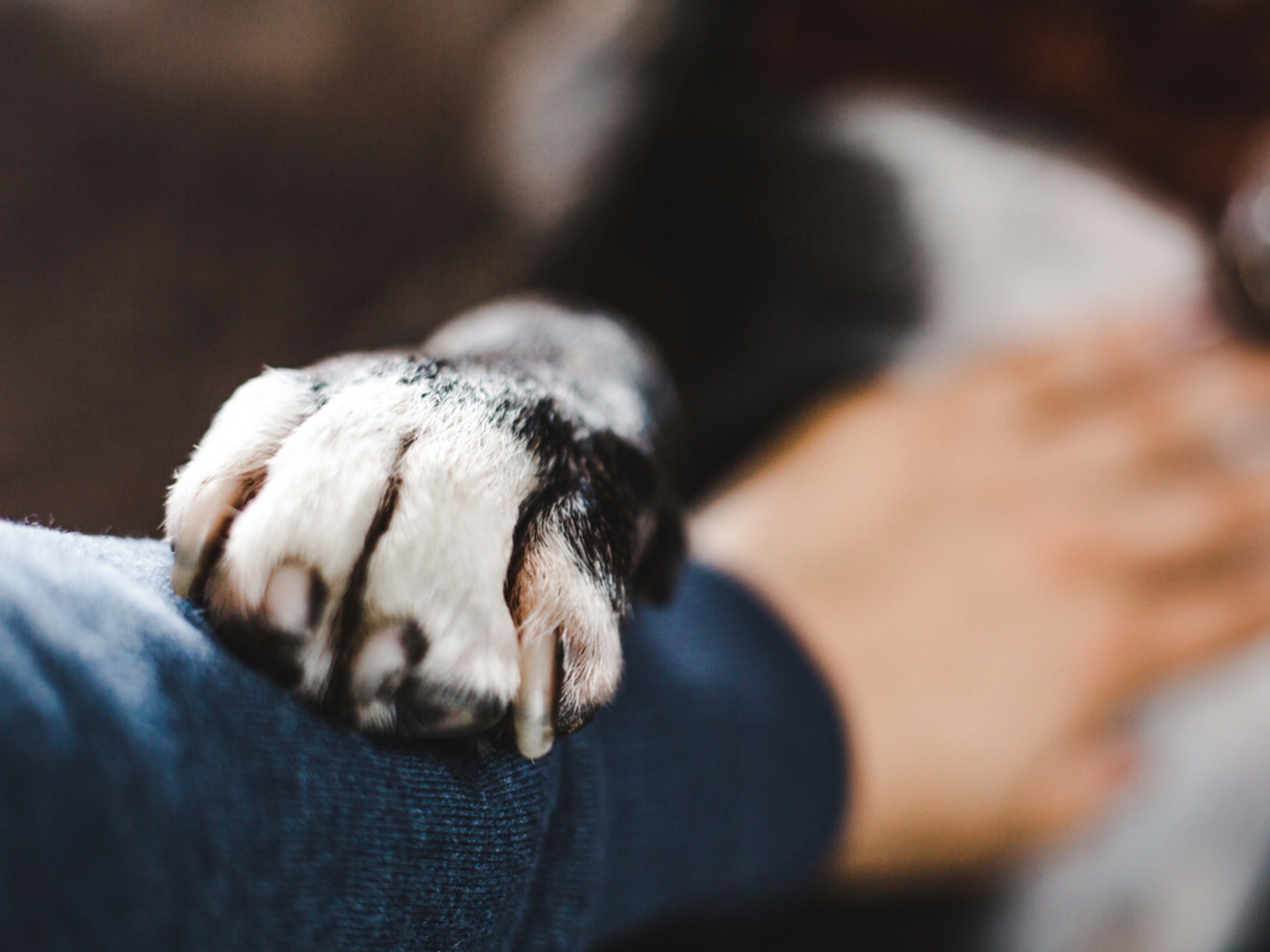 Clever Rescue Dog Sniffs Out ???Weakest Link??? at Dinner Table and Scores ...