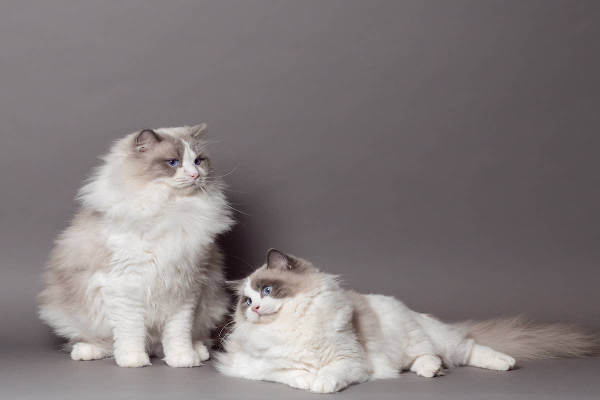 'Elegant' Ragdoll Cat and 'Spicy Meatball' Brother Make Cutest Unlikely ...