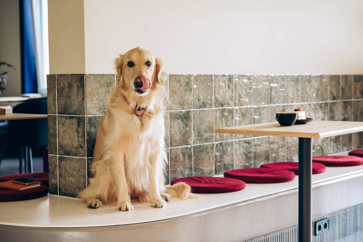 Golden Retriever Convincing a Stranger To Buy Him an $8 Treat Is a ...