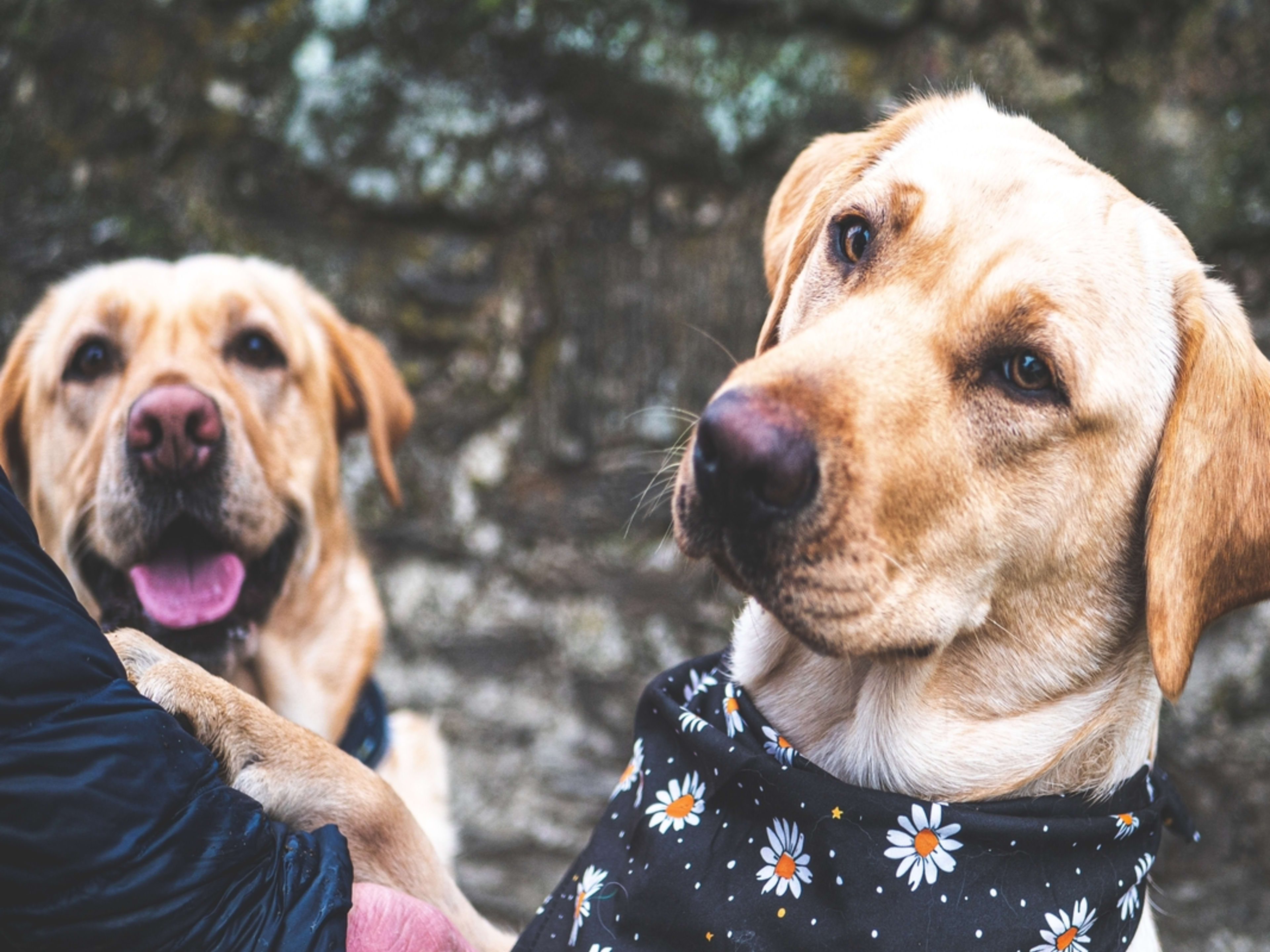 Service Labrador Retriever Brothers Instantly Recognize Each Other ...