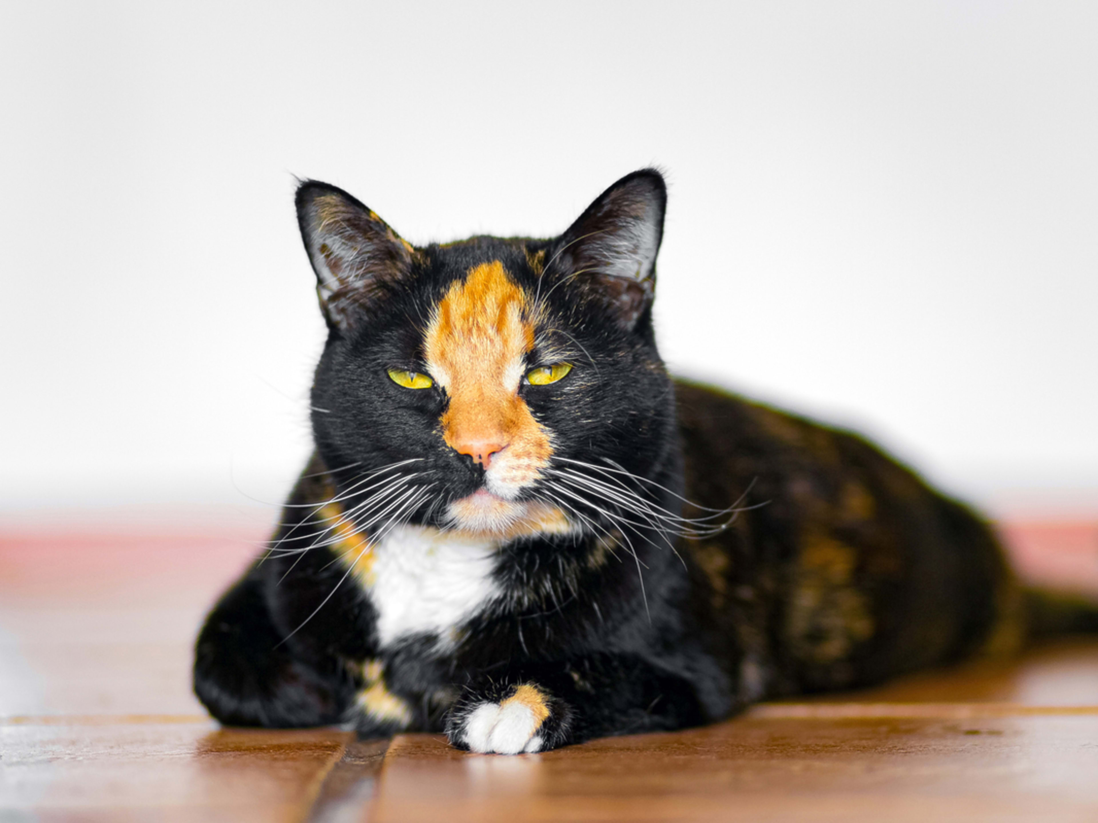 Cat's Reluctance to Sing 'Duet' with Mom Makes Her Look Like an ...