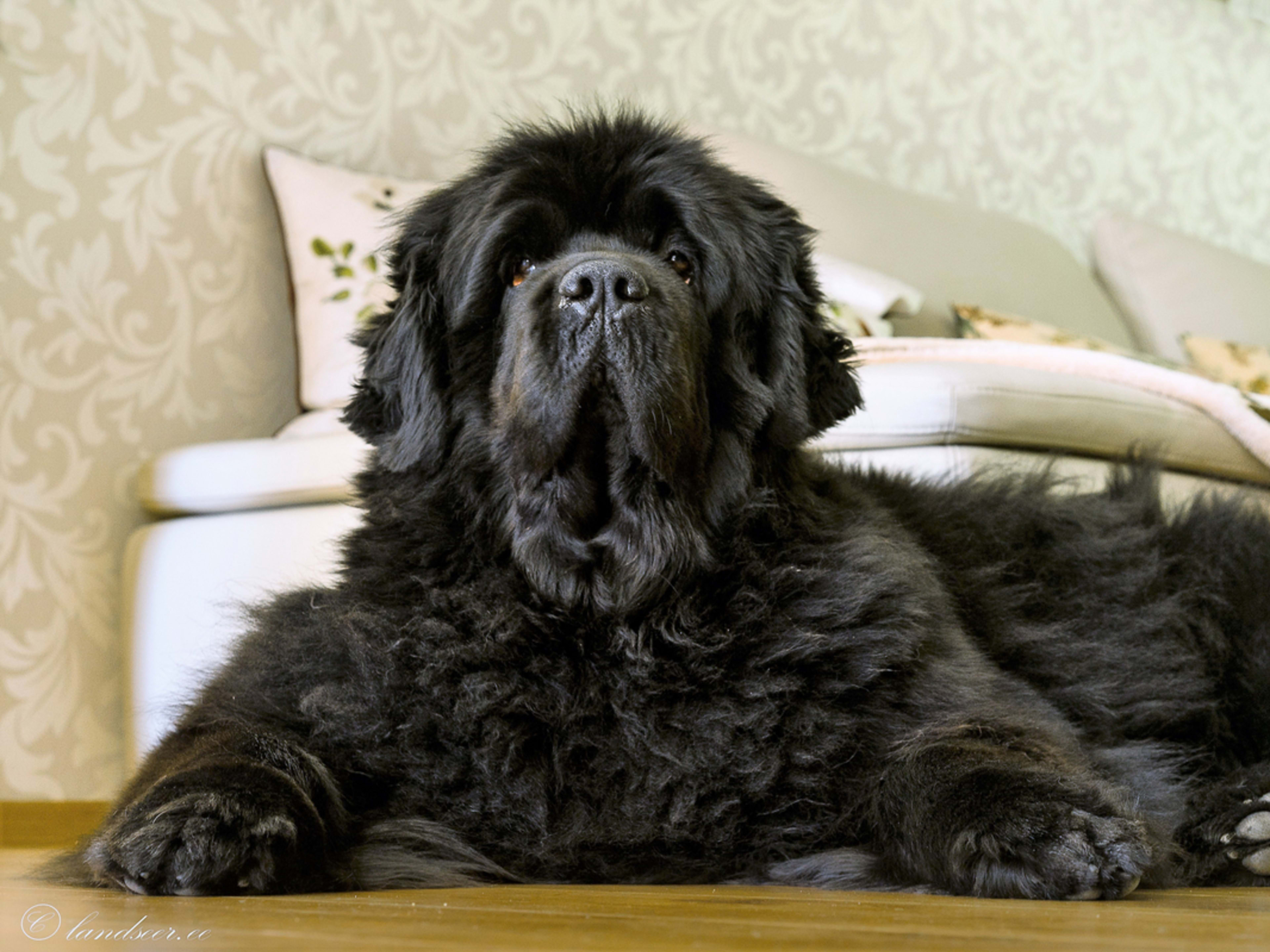 A Newfoundland poses while laying on the floor.