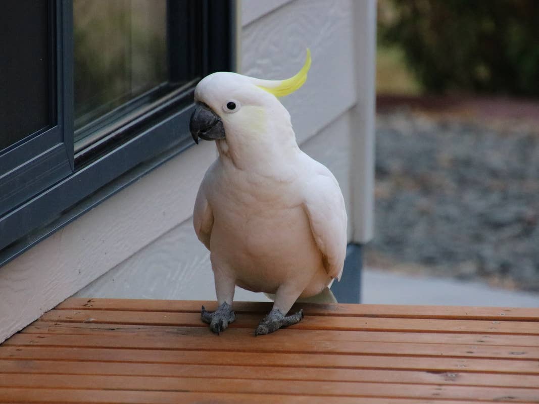 Clever Cockatoo Lets Dog in To Show Mom Who's in Charge - Parade Pets