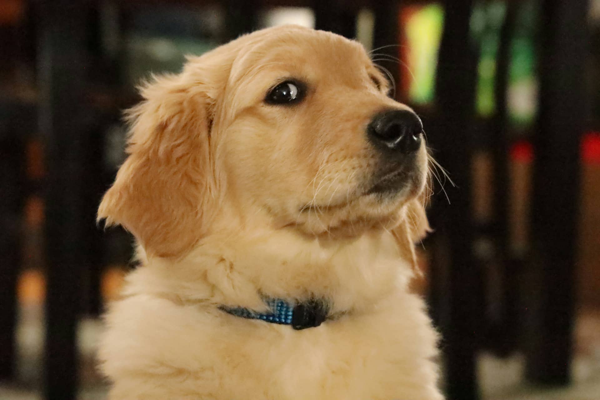 Golden Retriever Gets Vocal Over a College Basketball Game Just Like ...