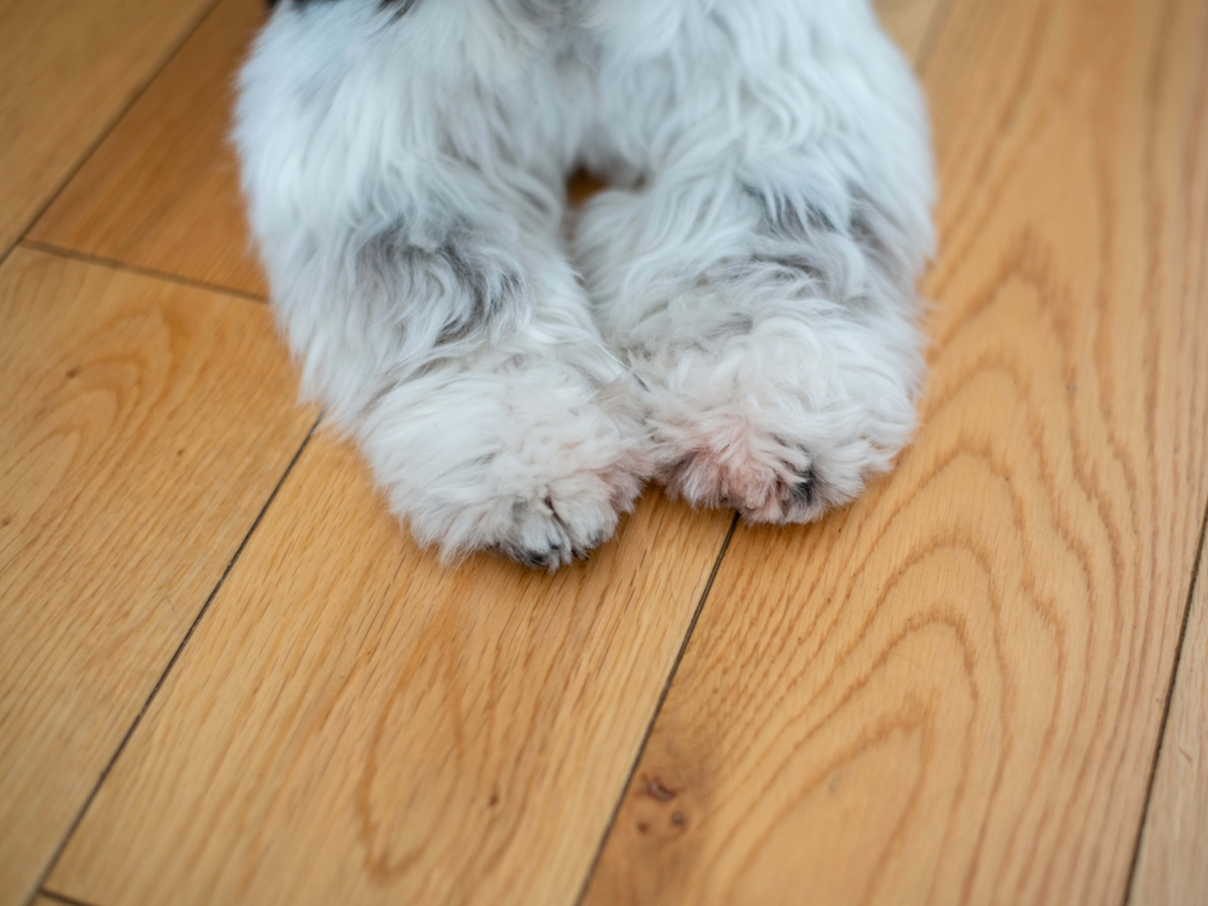12+How to Groom a Shih Tzu with Matted Hair - doggsvibes.com